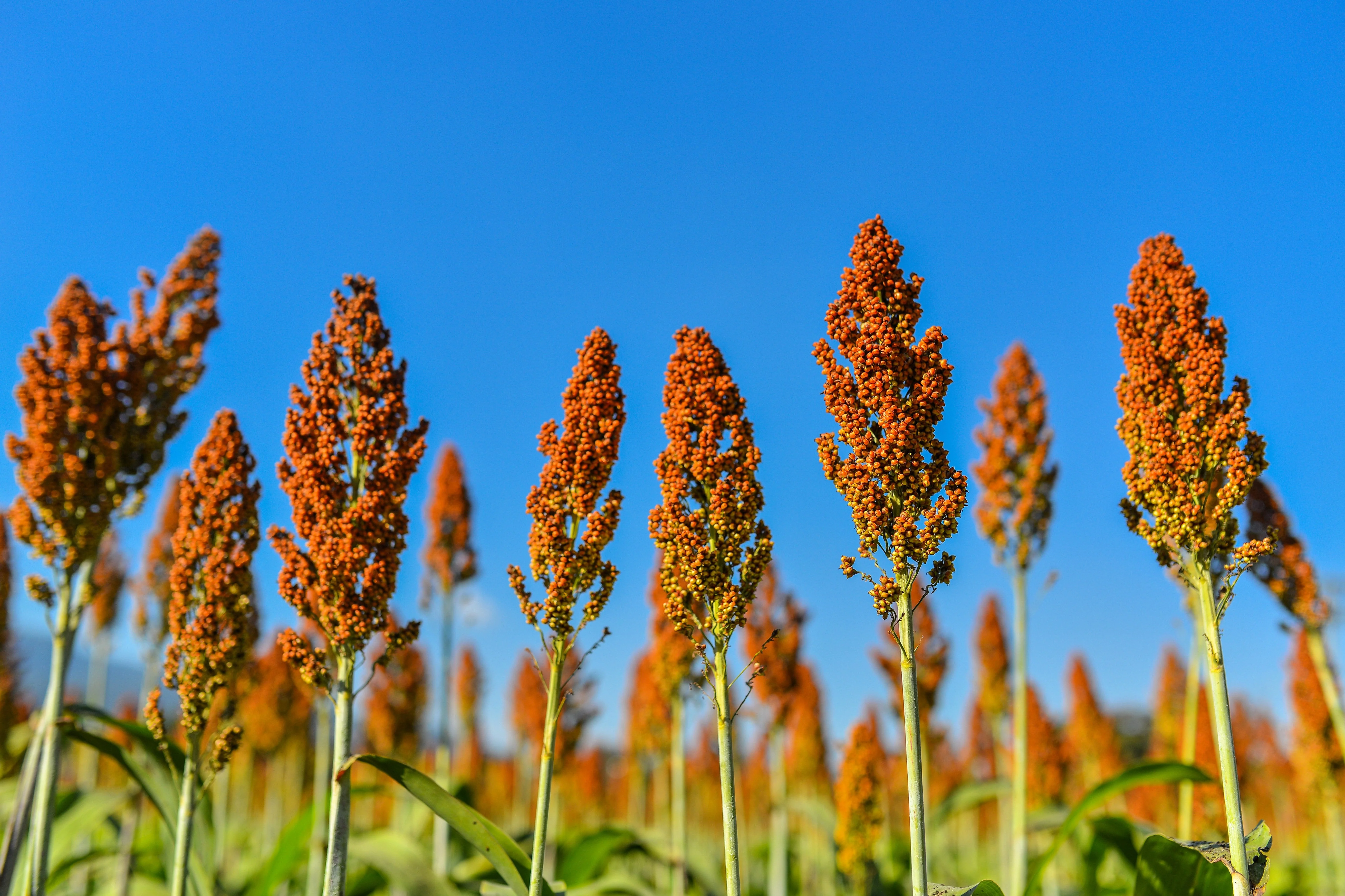 1 Lb BULK HONEY DRIP SORGHUM Bicolor Honey Drop Syrup Grain Vegetable Pound 22,400 Seeds - Image 2