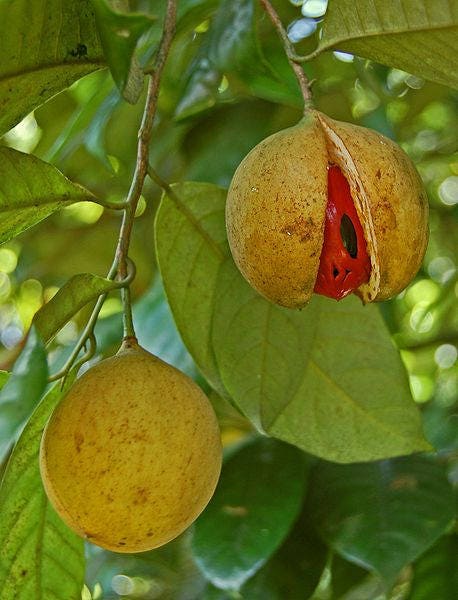 1 NUTMEG TREE Seed Myristica Fragrans Pala MACE Fruit Nut Pumpkin Pie Spice - Image 4