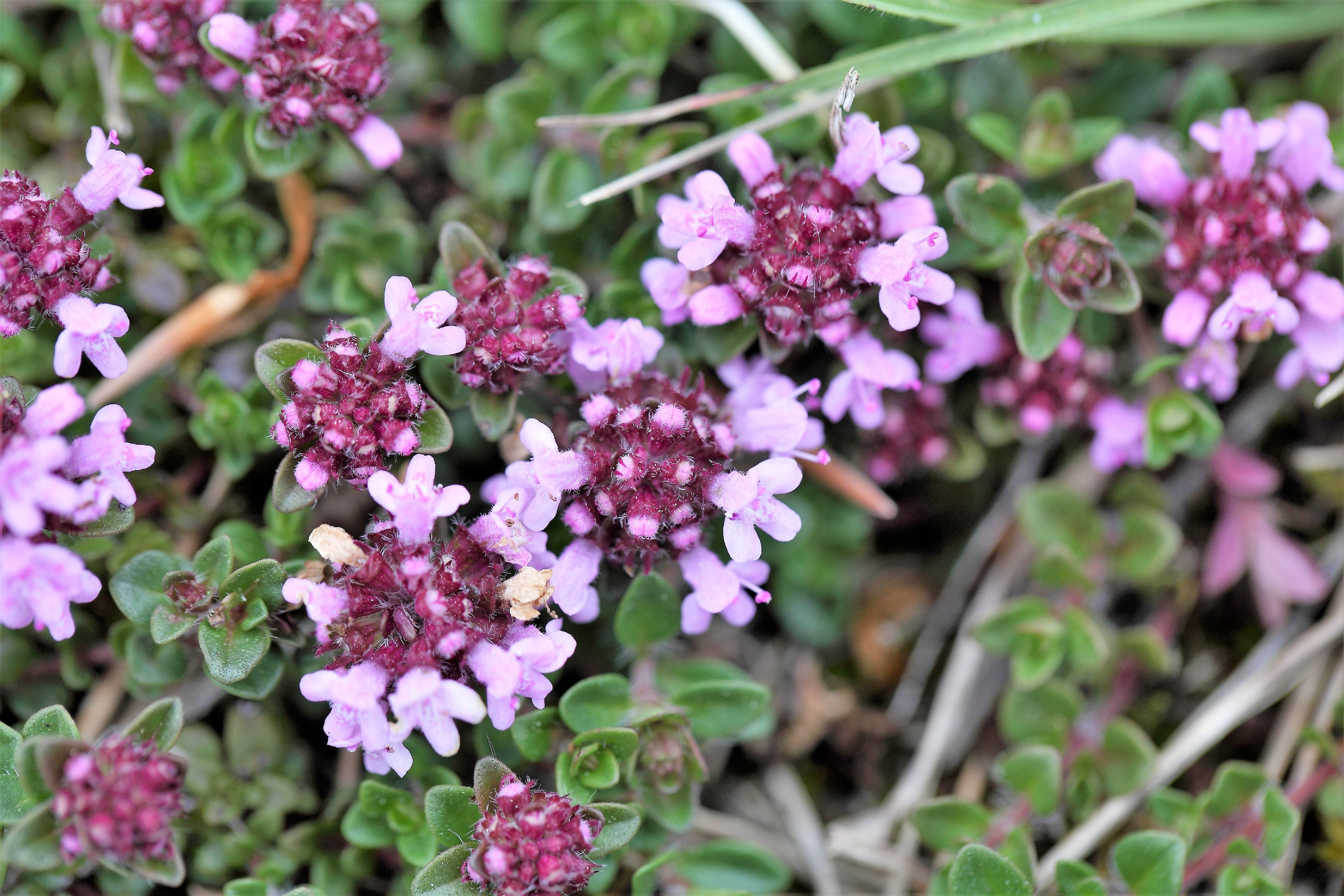 10,000 BULK LEMON THYME Thymus Pulegioides Herb Purple Flower Fragrant Evergreen Seeds - Image 7
