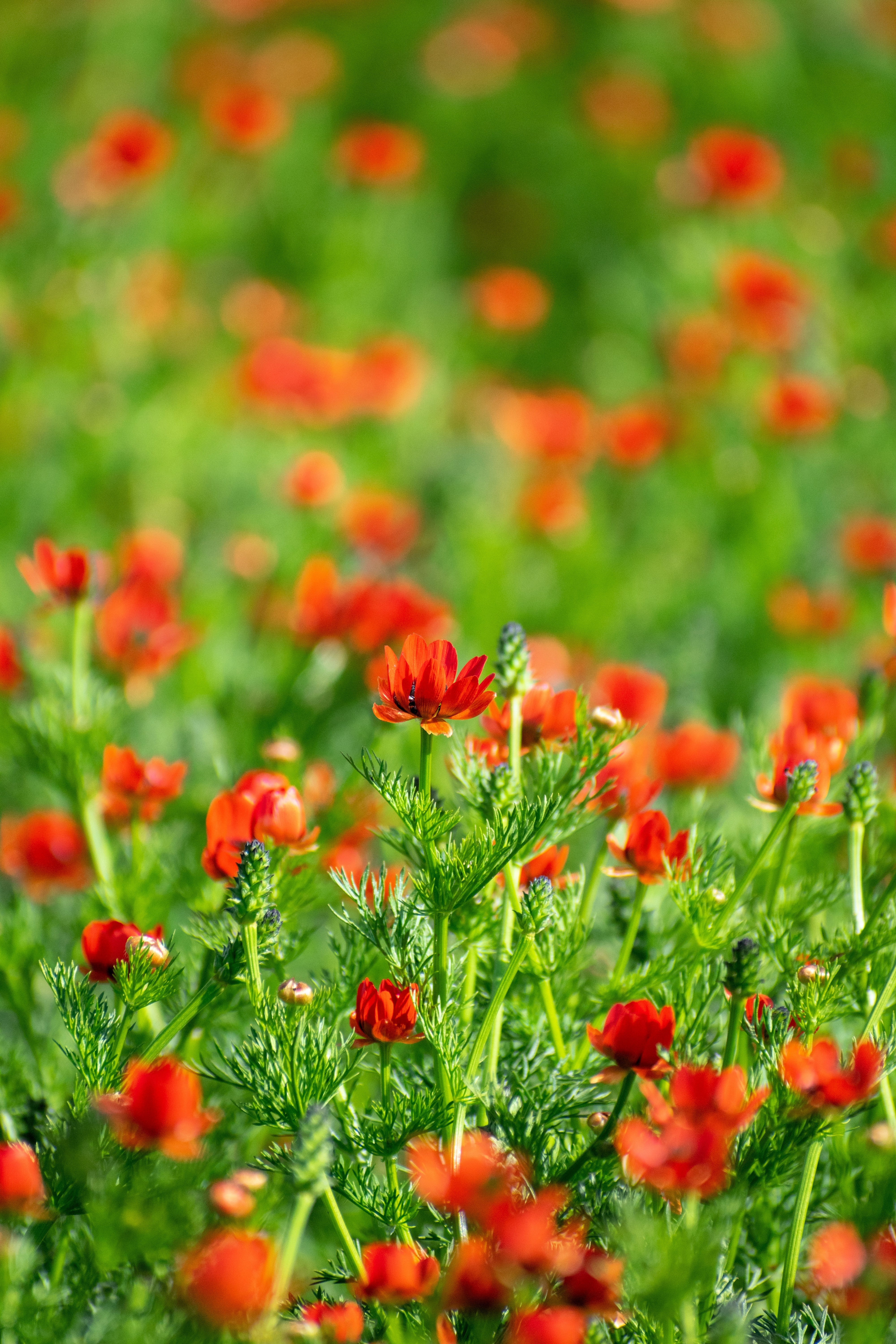 10 ADONIS PHEASANTS EYE Adonis Aestivalis Red & Black Flower Seeds - Image 10