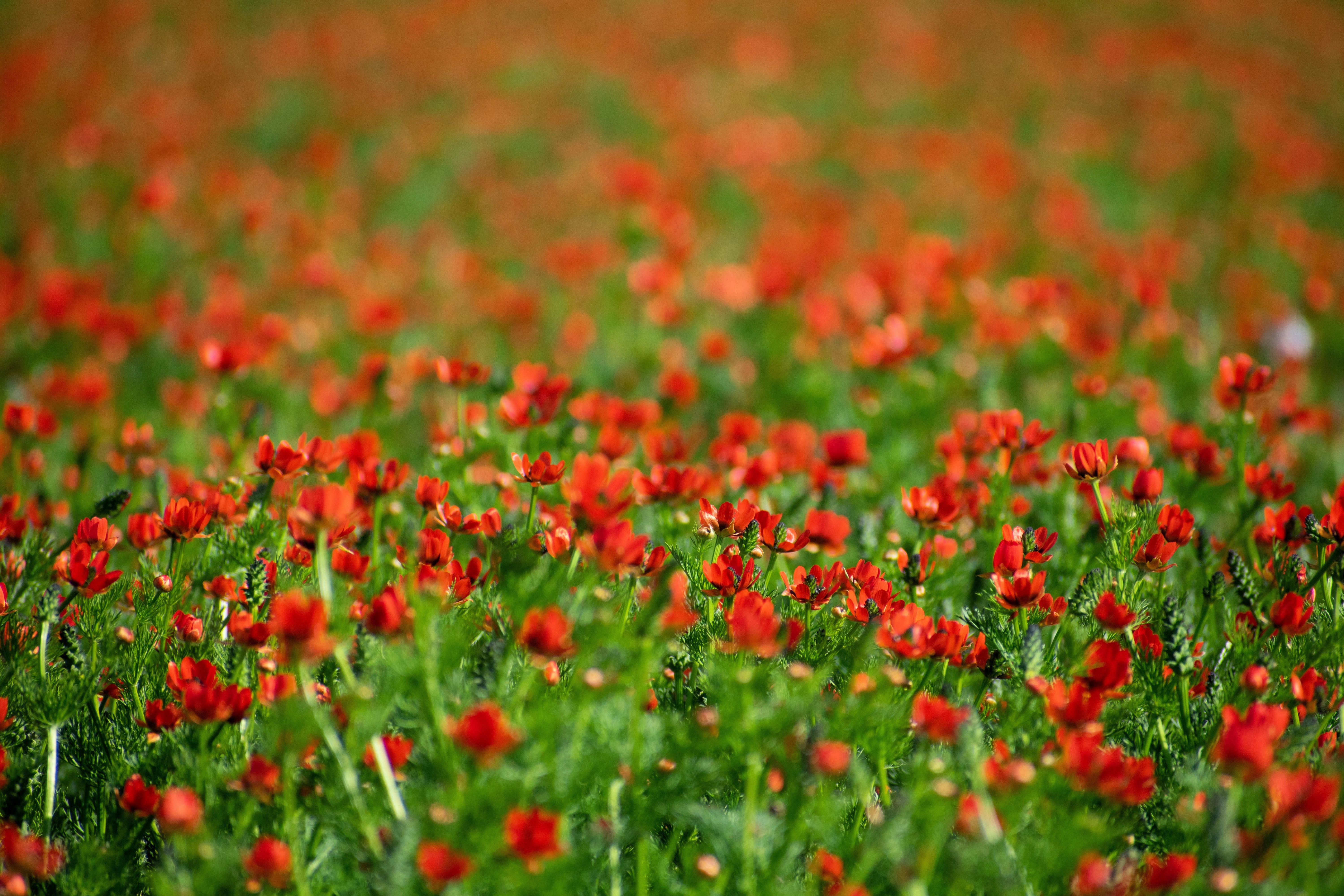 10 ADONIS PHEASANTS EYE Adonis Aestivalis Red & Black Flower Seeds - Image 5