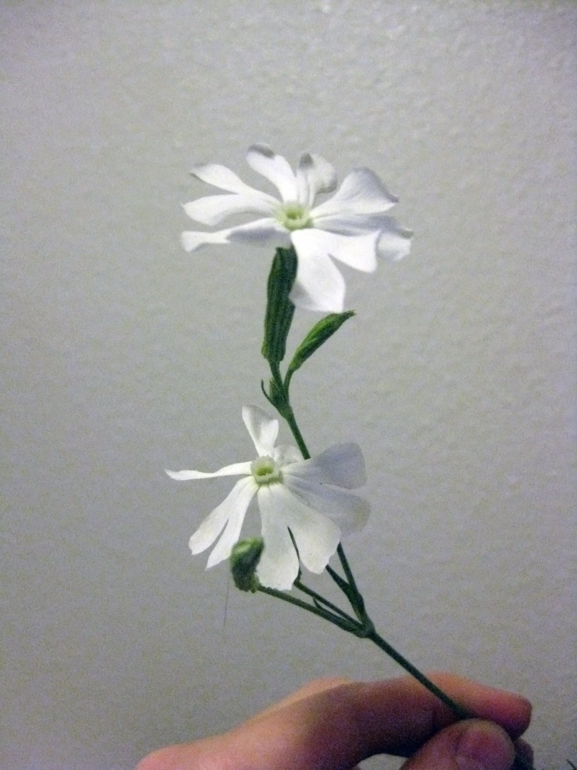 10 AFRICAN DREAM ROOT Silene Undulata Xhosa Herb White Ways Campion Flower Seeds - Image 2