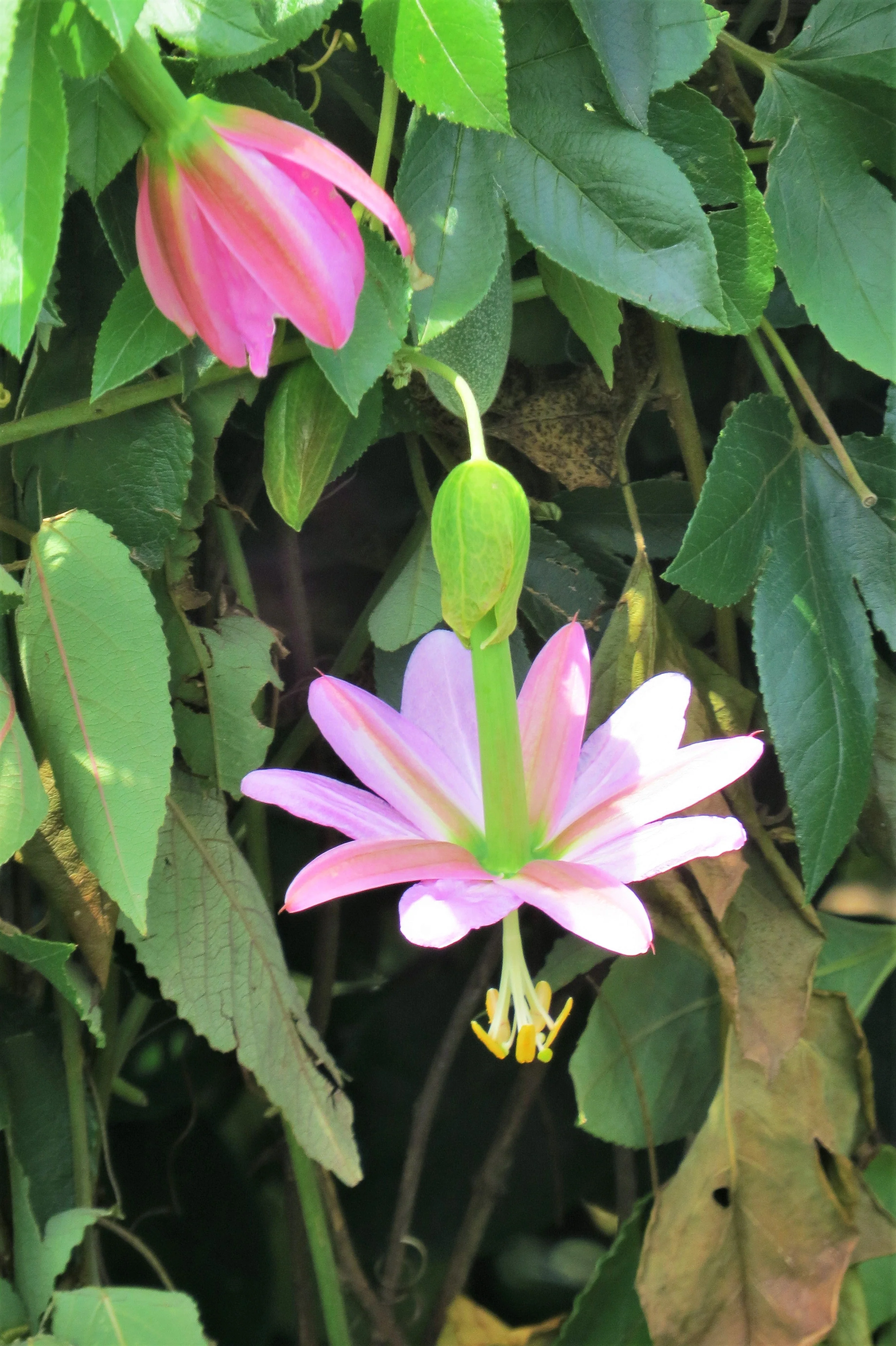 10 BANANA PASSION FRUIT Pink Passion Flower Passiflora Mollissima Yellow Skin Orange Pulp Vine Seeds - Image 2