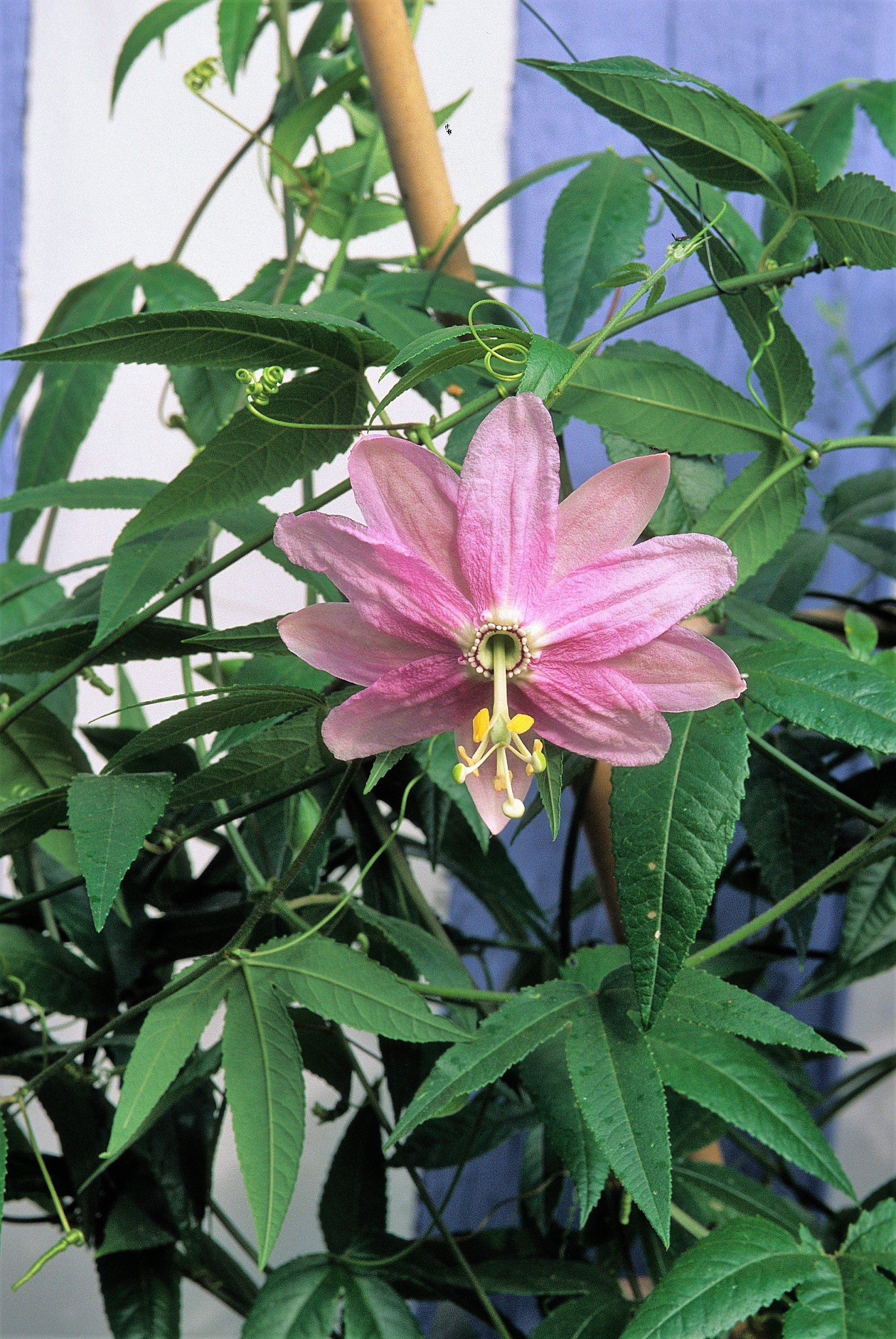 10 BANANA PASSION FRUIT Pink Passion Flower Passiflora Mollissima Yellow Skin Orange Pulp Vine Seeds - Image 3