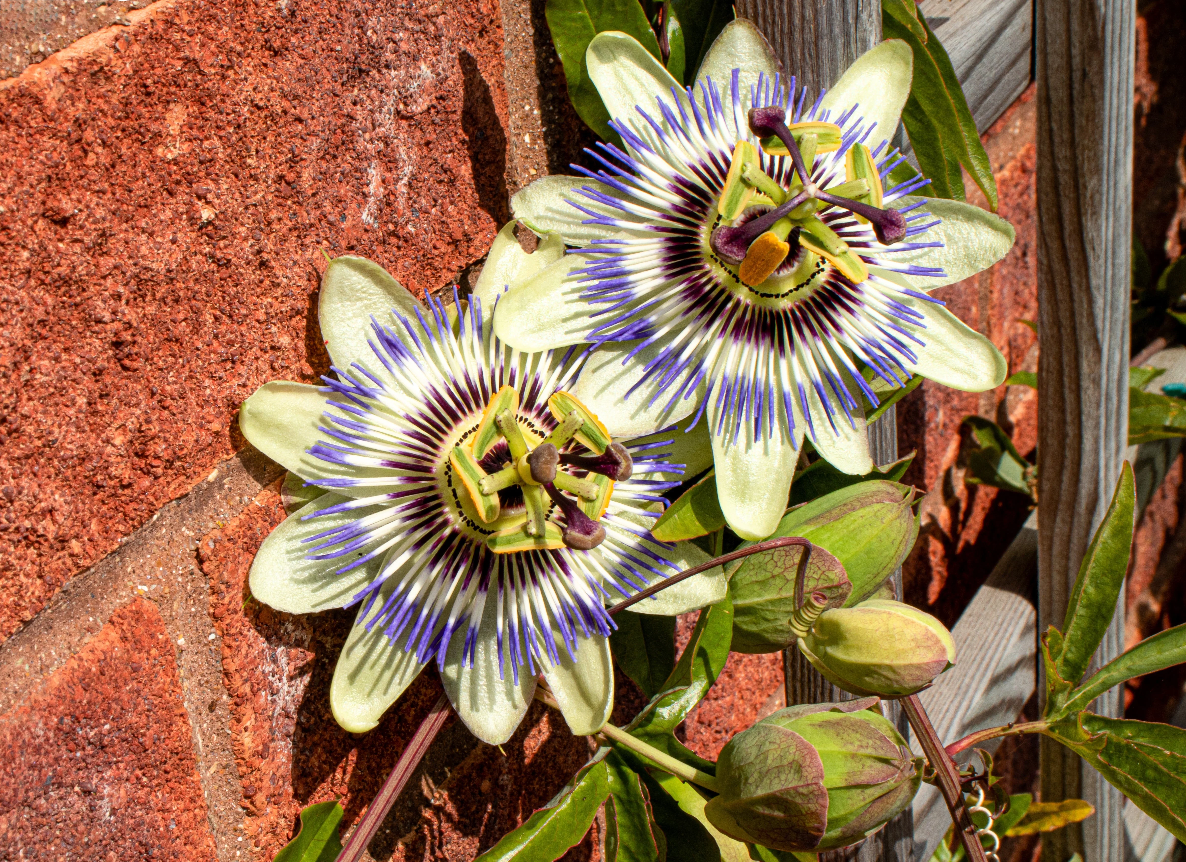 10 Blue Crown PASSION FLOWER / Passion FRUIT Passiflora Caerulea Orange Fruit Vine Seeds - Image 5