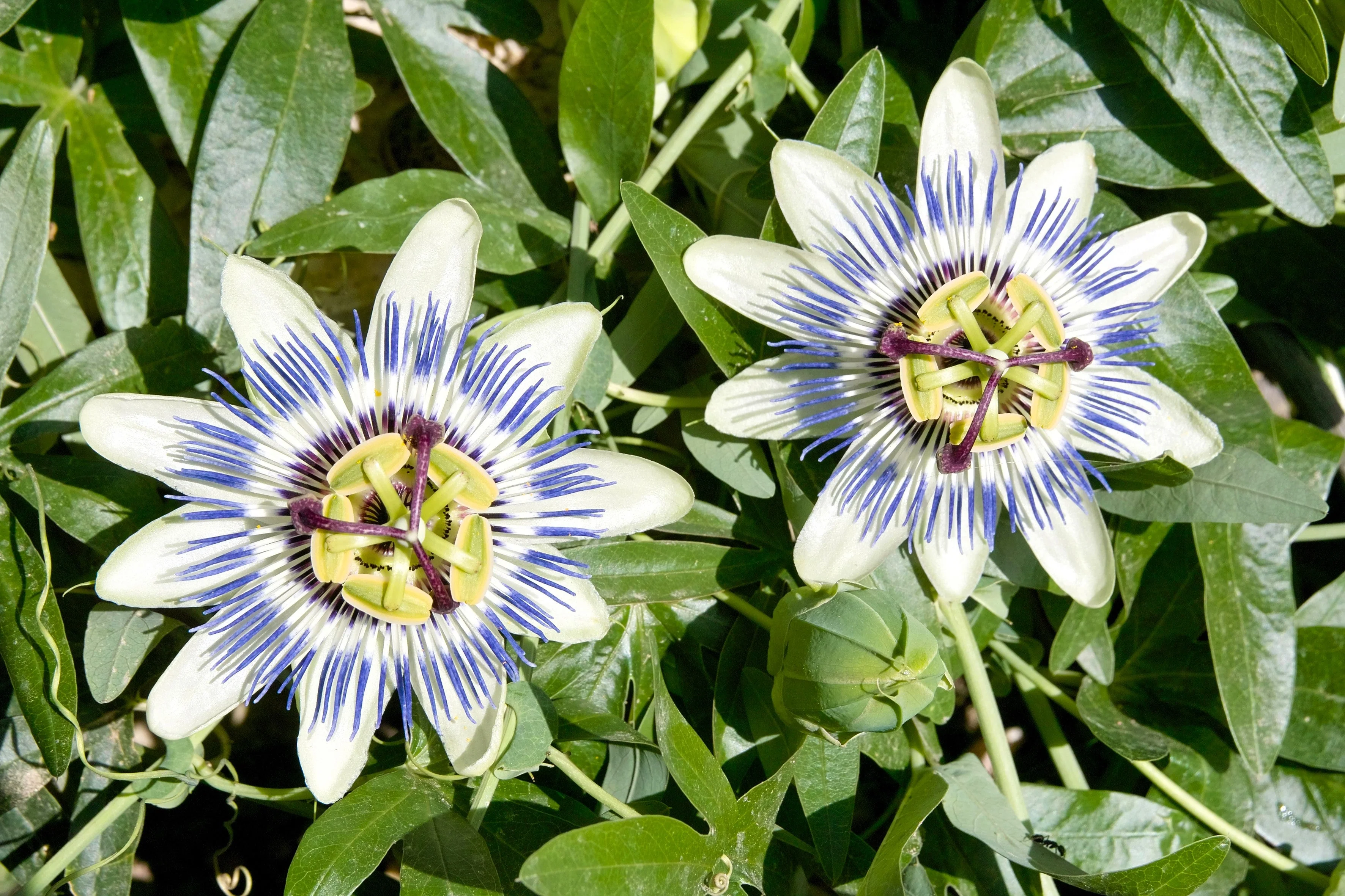 10 Blue Crown PASSION FLOWER / Passion FRUIT Passiflora Caerulea Orange Fruit Vine Seeds - Image 6
