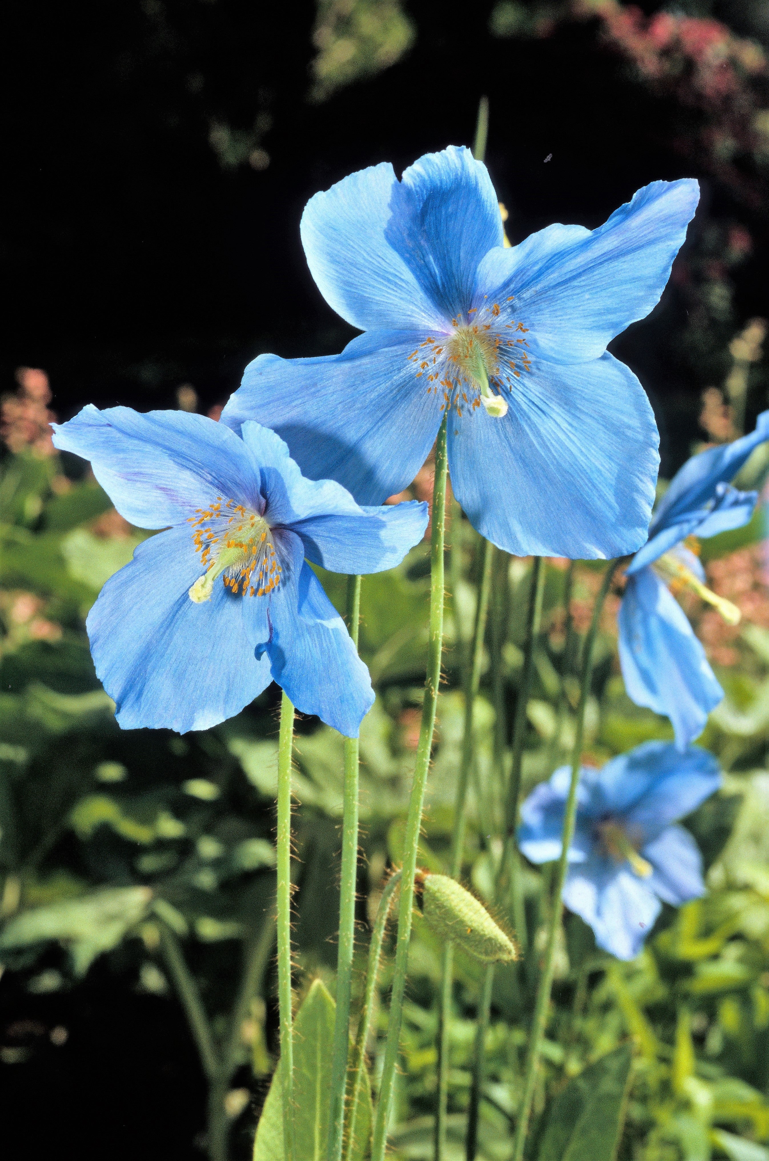 10 BLUE HIMALAYAN POPPY Tibetan Meconopsis Betonicifolia Flower Seeds - Image 3
