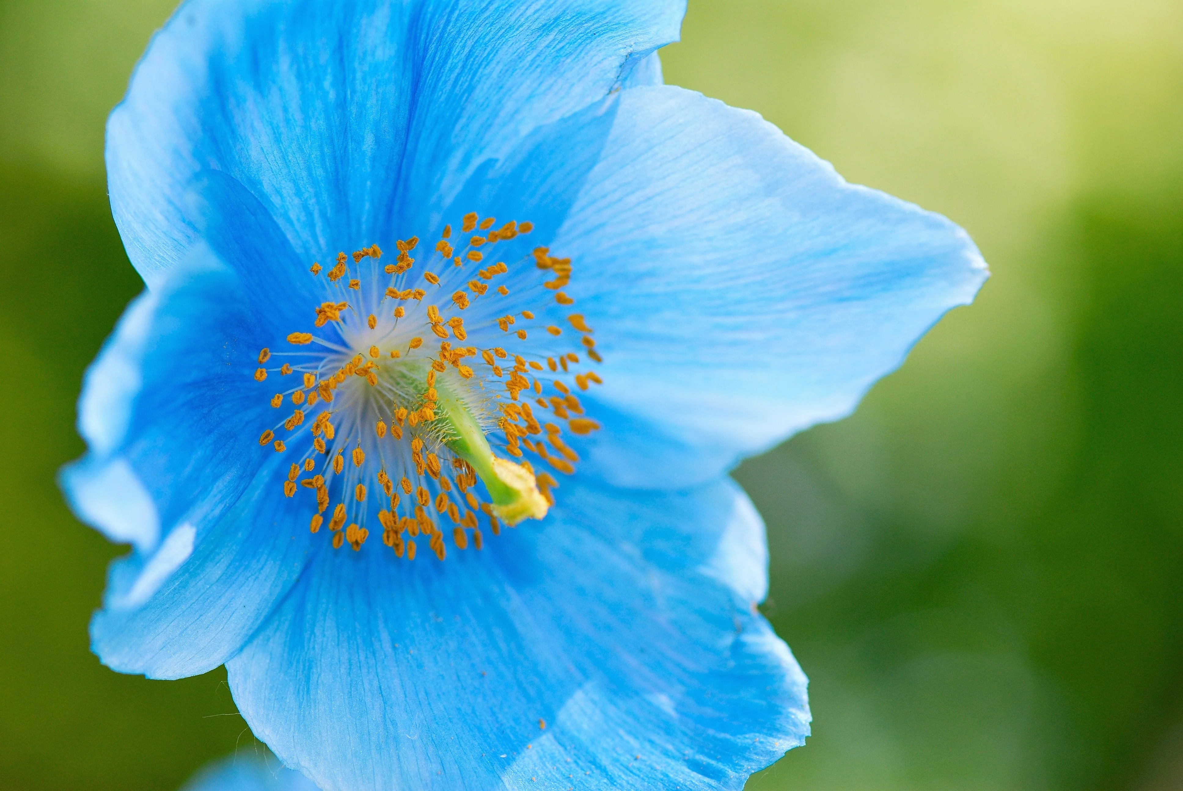 10 BLUE HIMALAYAN POPPY Tibetan Meconopsis Betonicifolia Flower Seeds - Image 5
