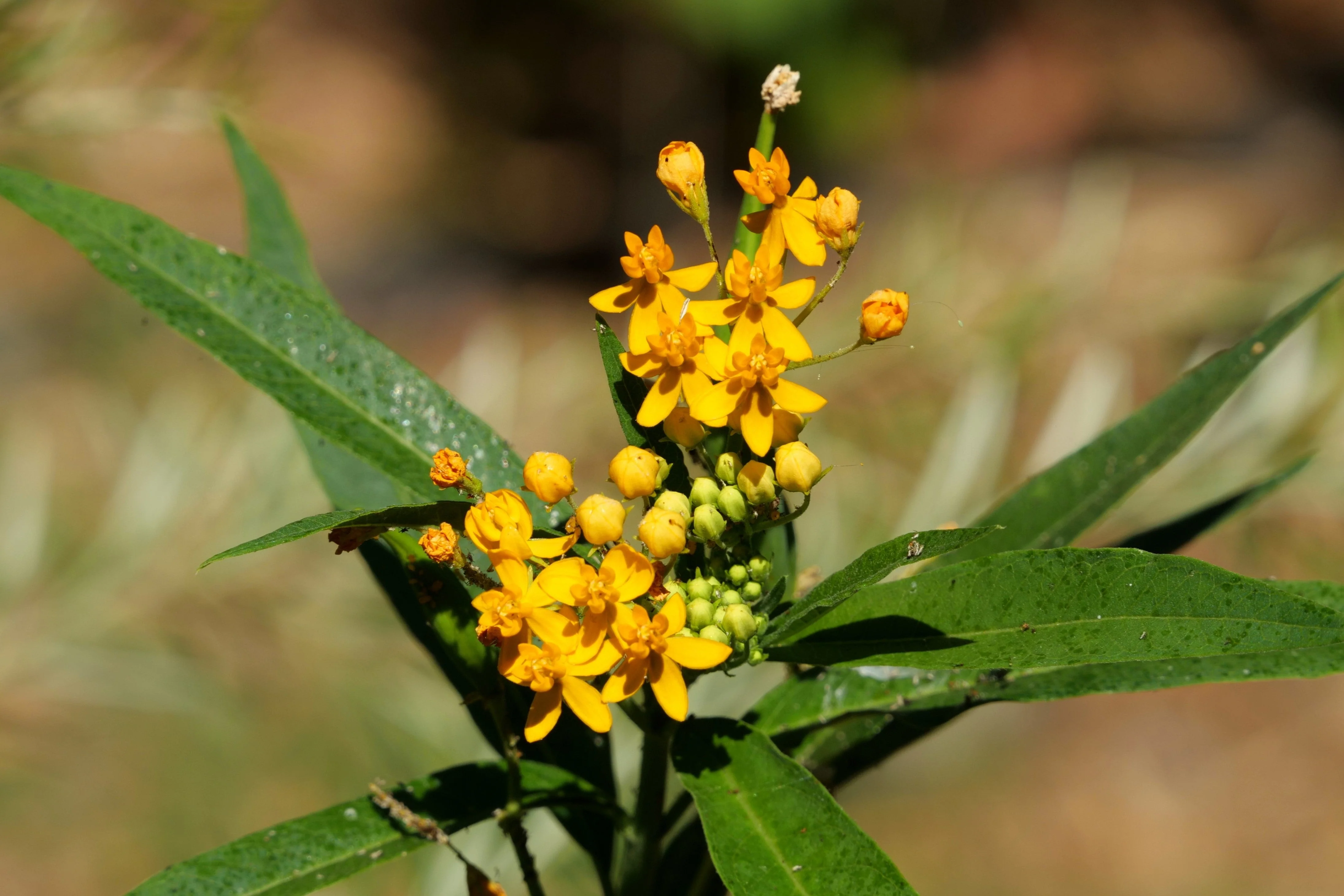10 Bright YELLOW MILKWEED Butterfly Weed Asclepias Tuberosa Monarch Flower Seeds - Image 10