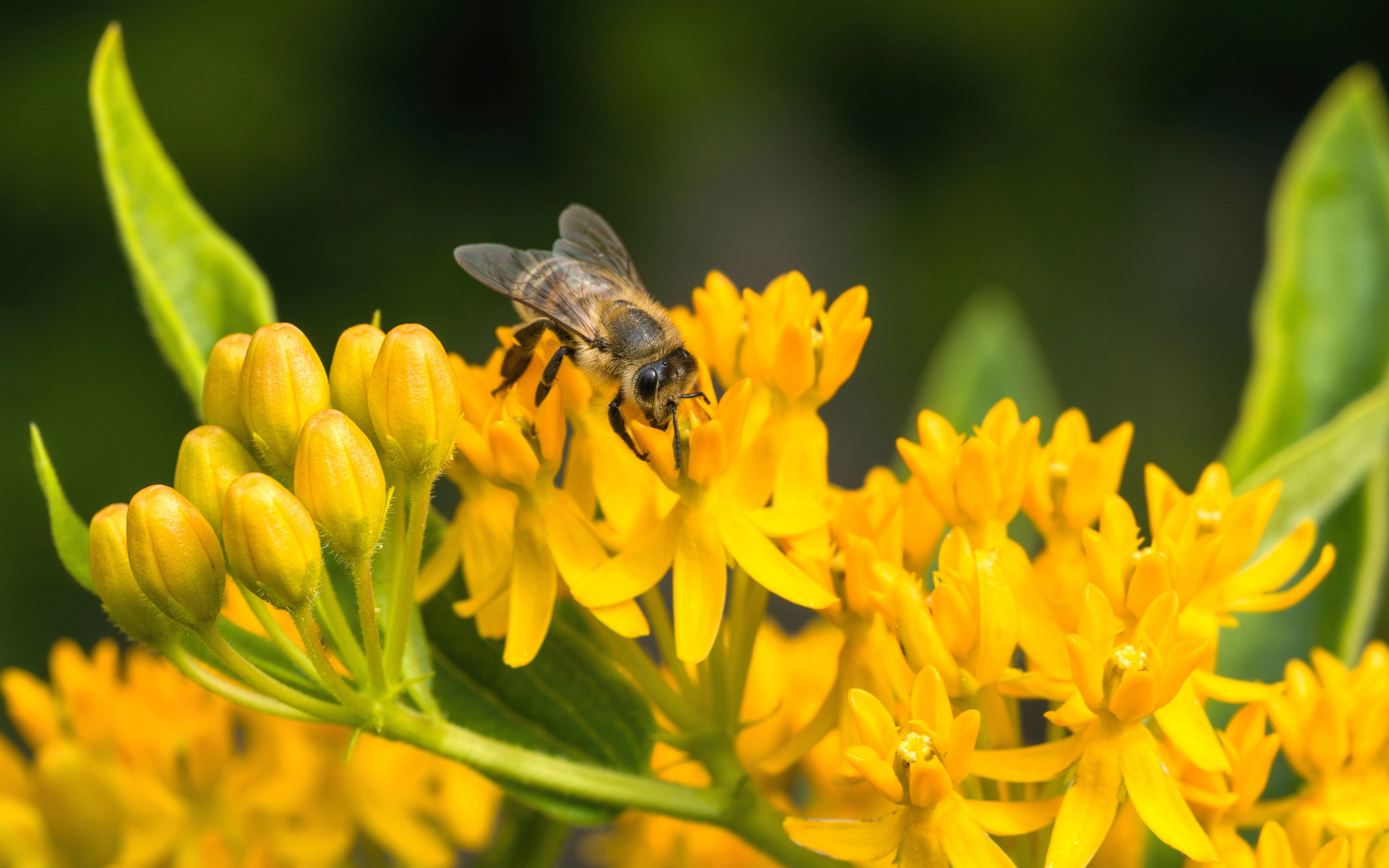 10 Bright YELLOW MILKWEED Butterfly Weed Asclepias Tuberosa Monarch Flower Seeds - Image 3