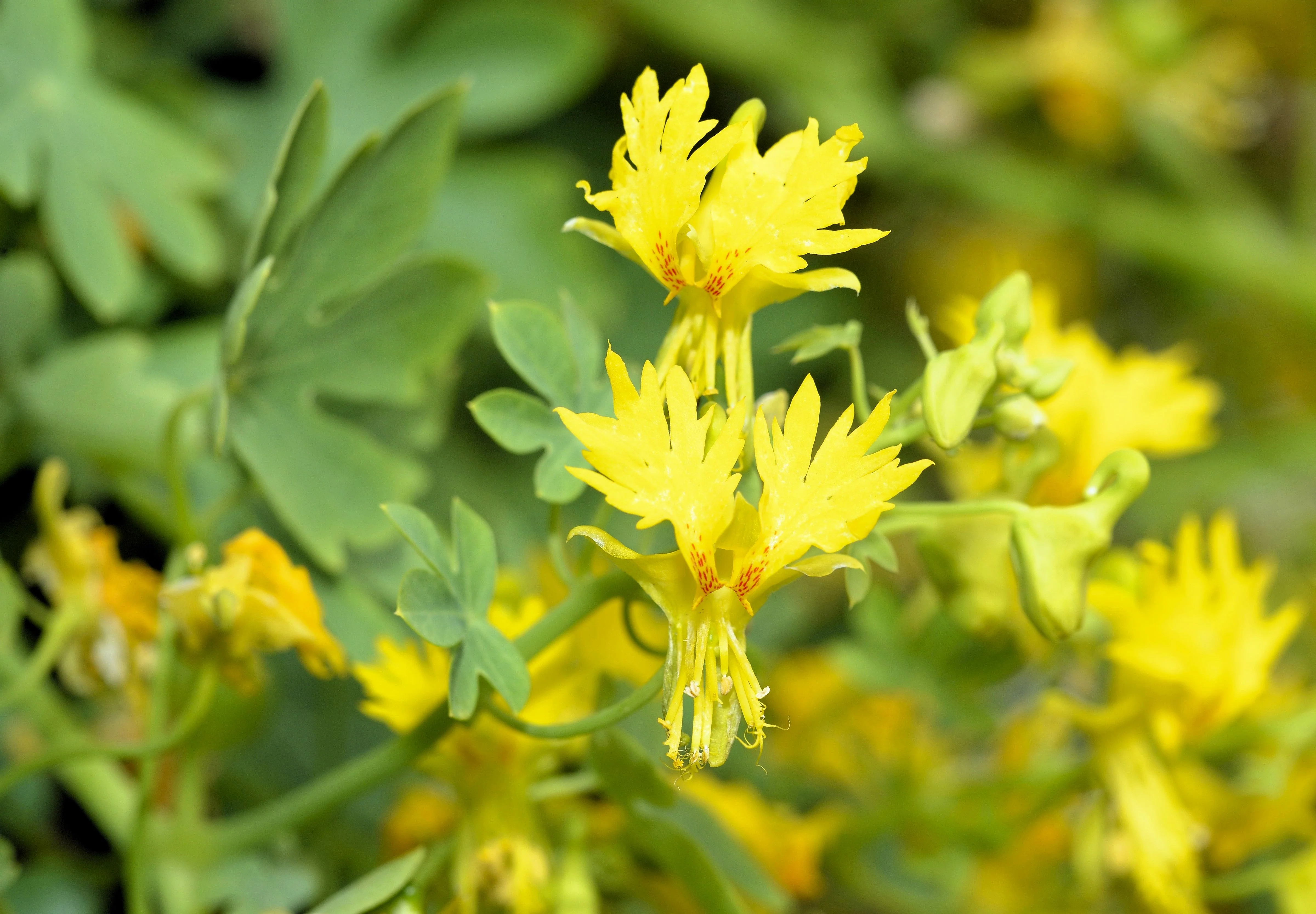 10 CANARY CREEPER NASTURTIUM Vine Tropaeolum Peregrinum Yellow Canarybird Flower Seeds - Image 2