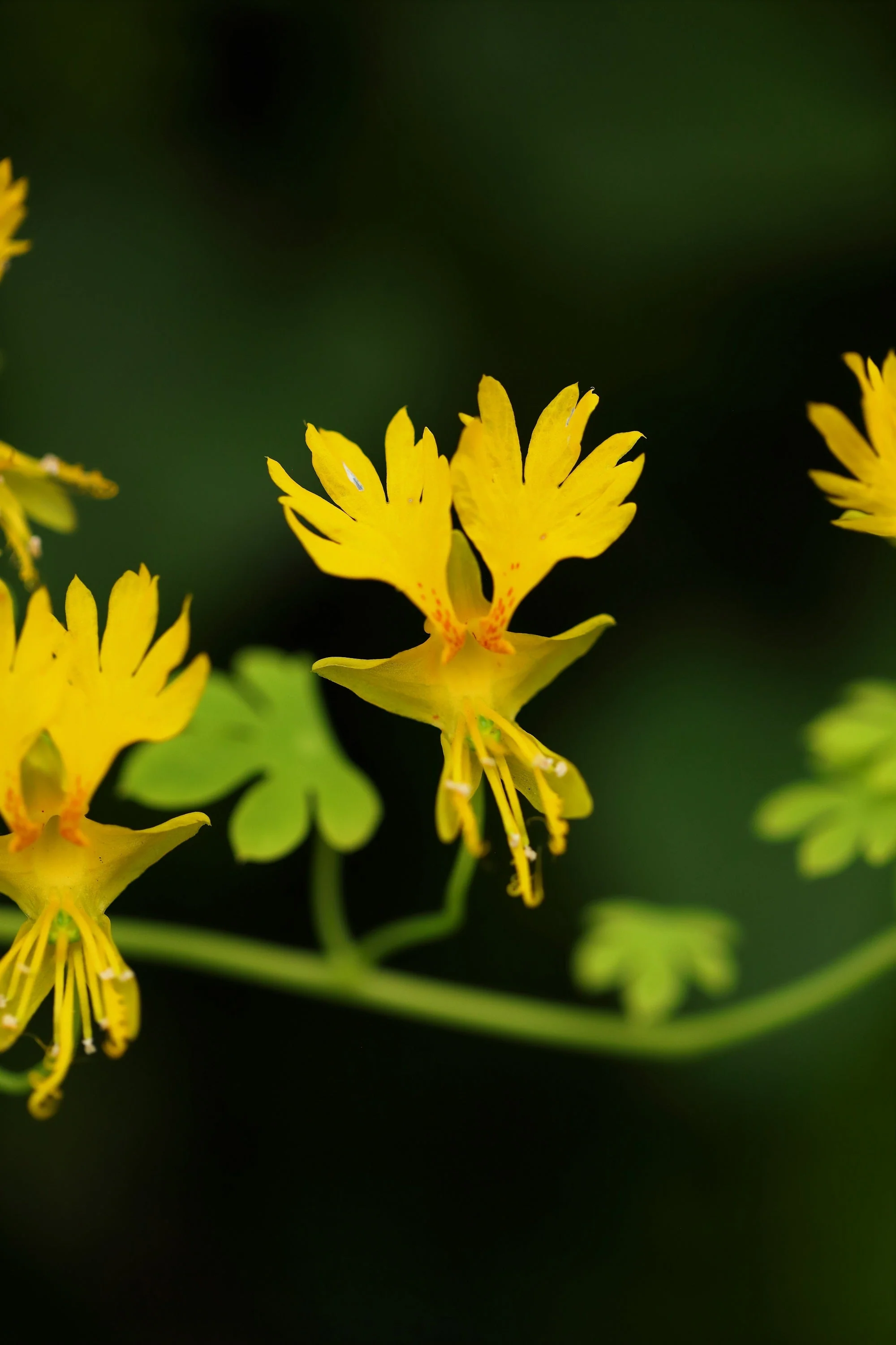 10 CANARY CREEPER NASTURTIUM Vine Tropaeolum Peregrinum Yellow Canarybird Flower Seeds - Image 7