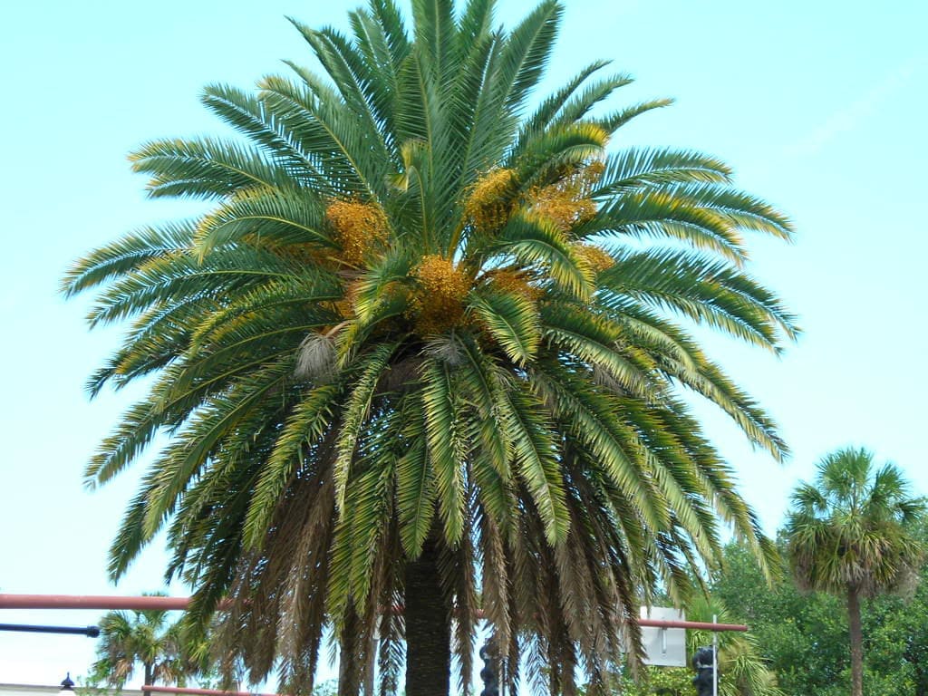 10 CANARY ISLAND Date PALM Phoenix Canariensis Tree Seeds - Image 3