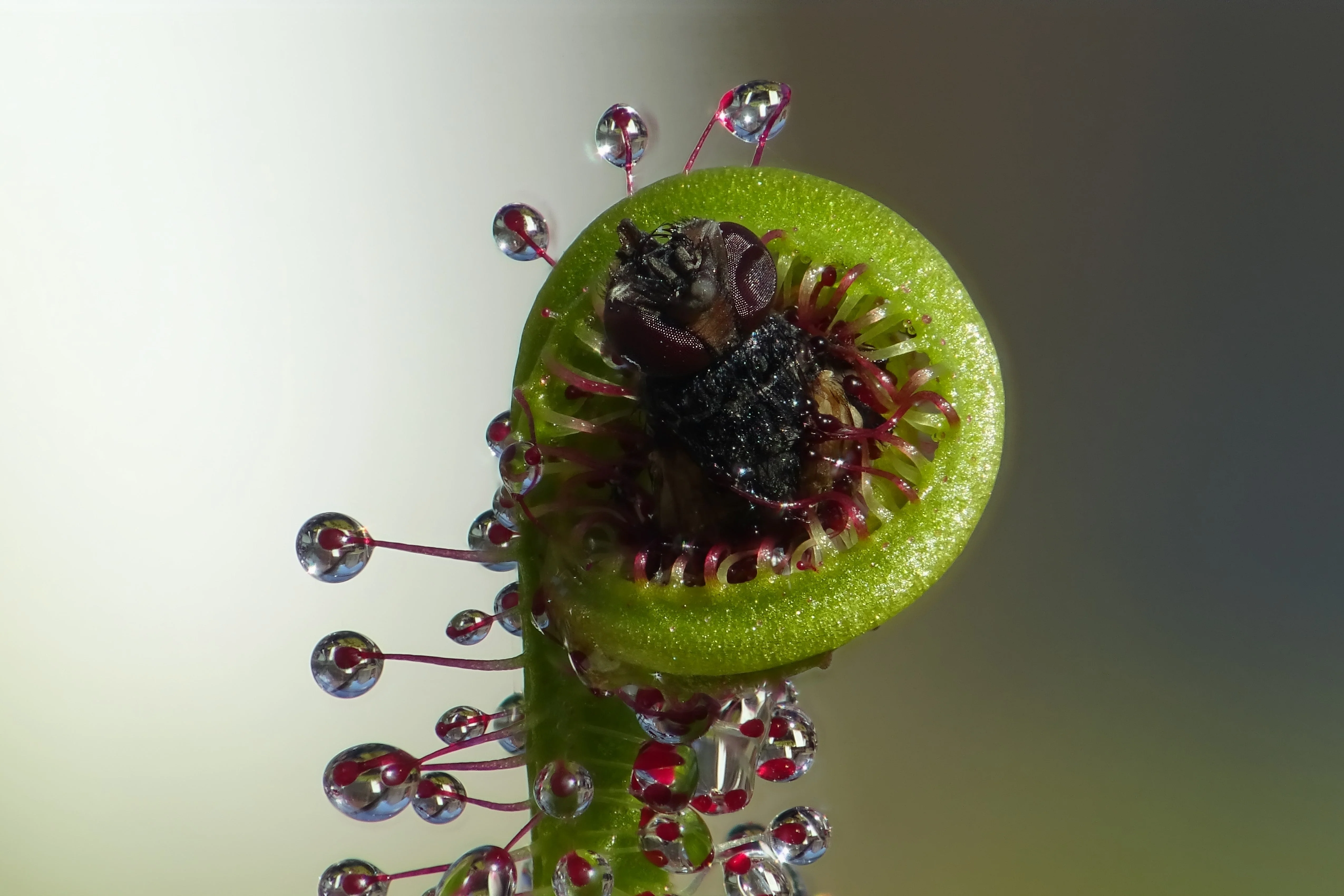 10 CARNIVOROUS SUNDEW PLANT Drosera Flower Seeds - Image 10