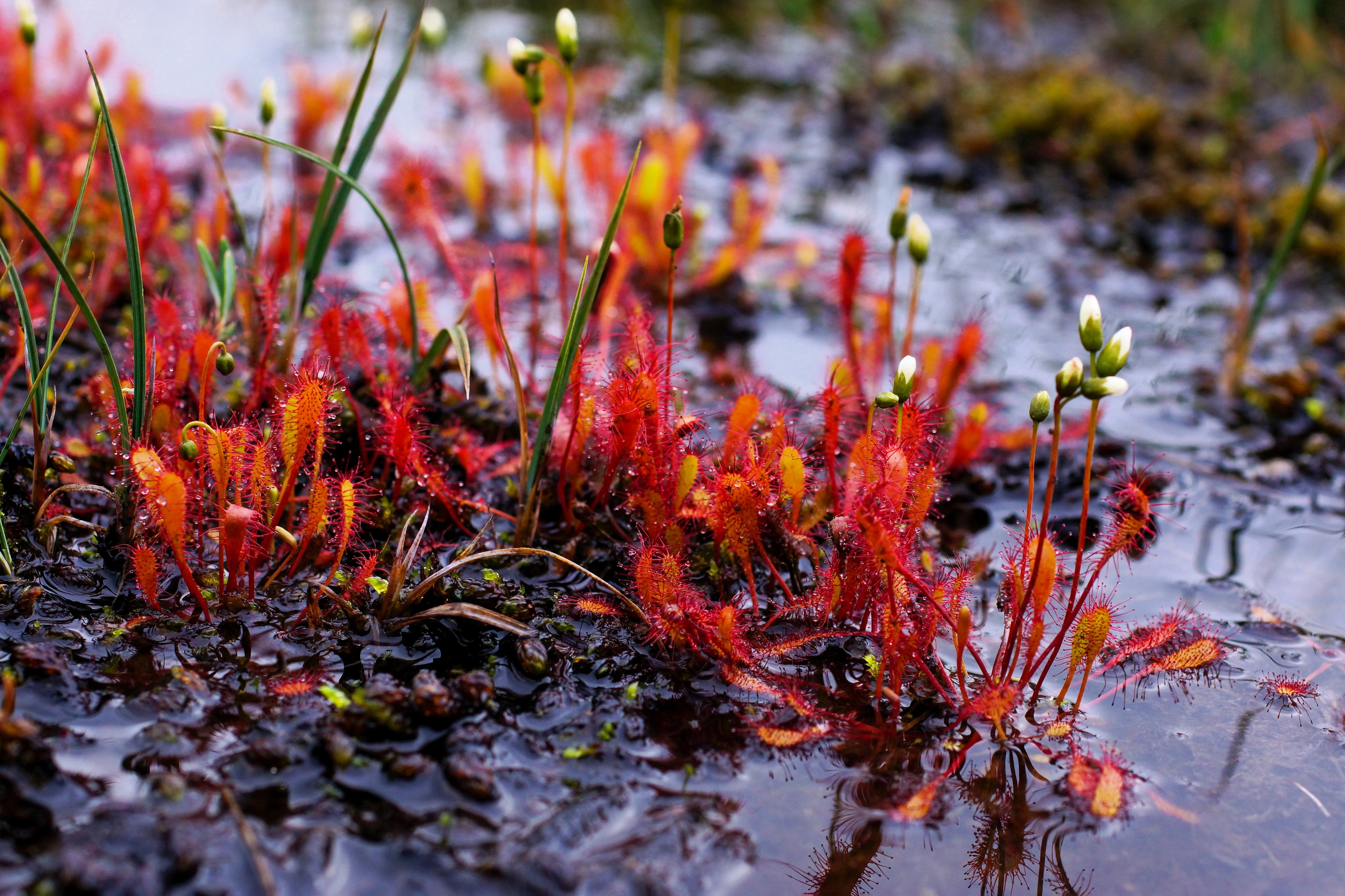 10 CARNIVOROUS SUNDEW PLANT Drosera Flower Seeds - Image 14