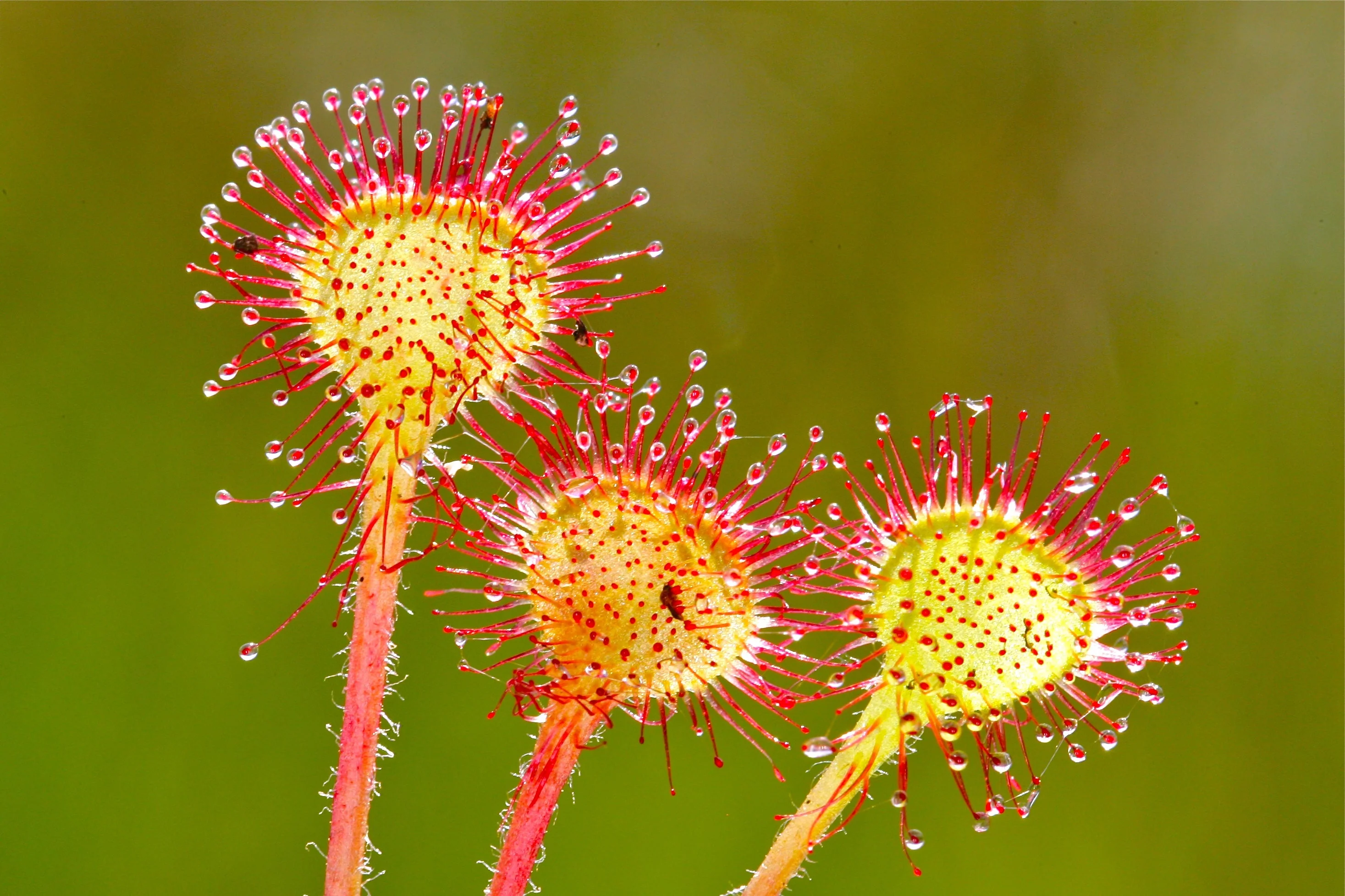10 CARNIVOROUS SUNDEW PLANT Drosera Flower Seeds - Image 3