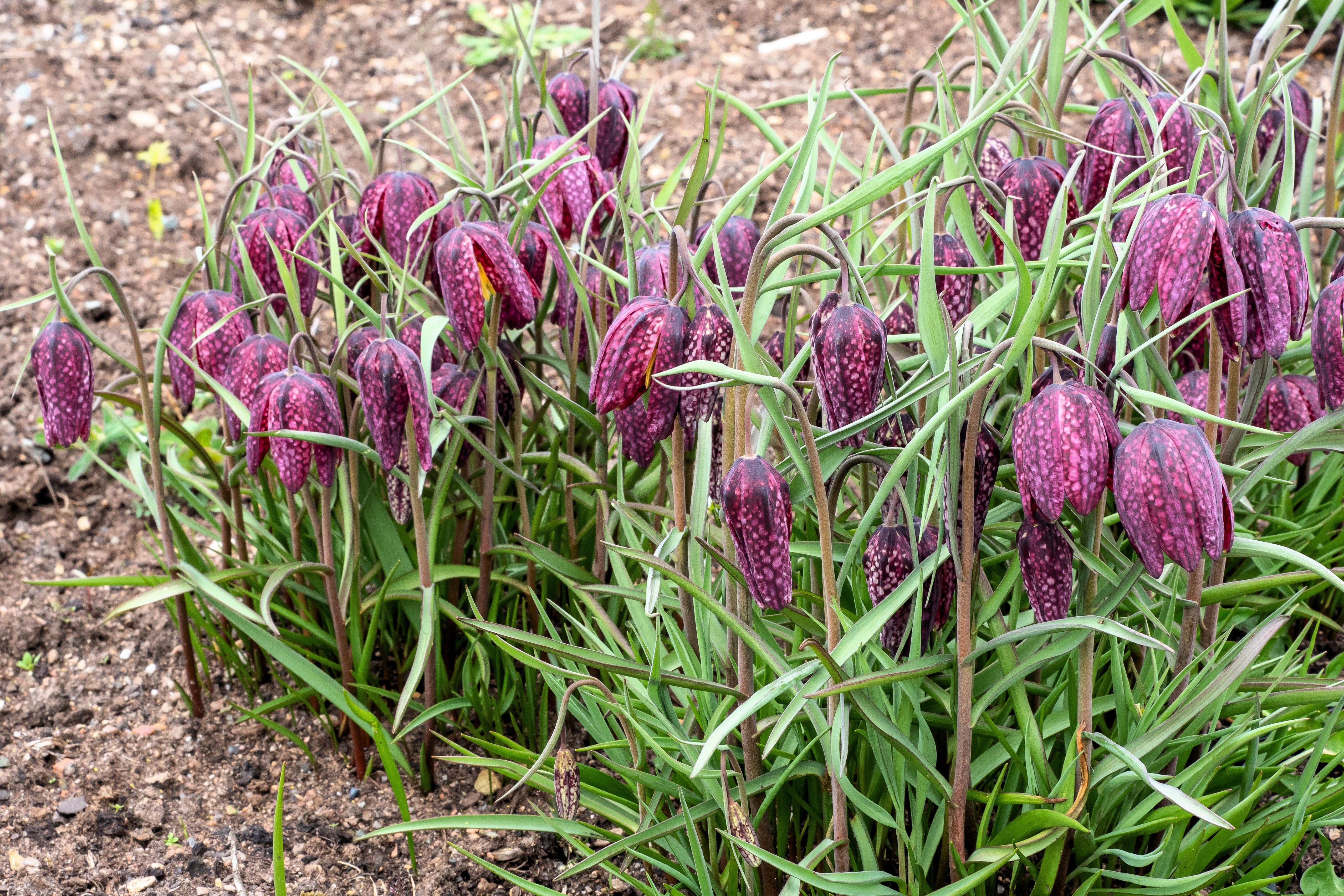 10 CHECKER LILY Fritillaria Affinis Chocolate Mission Bells Flower Seeds - Image 8