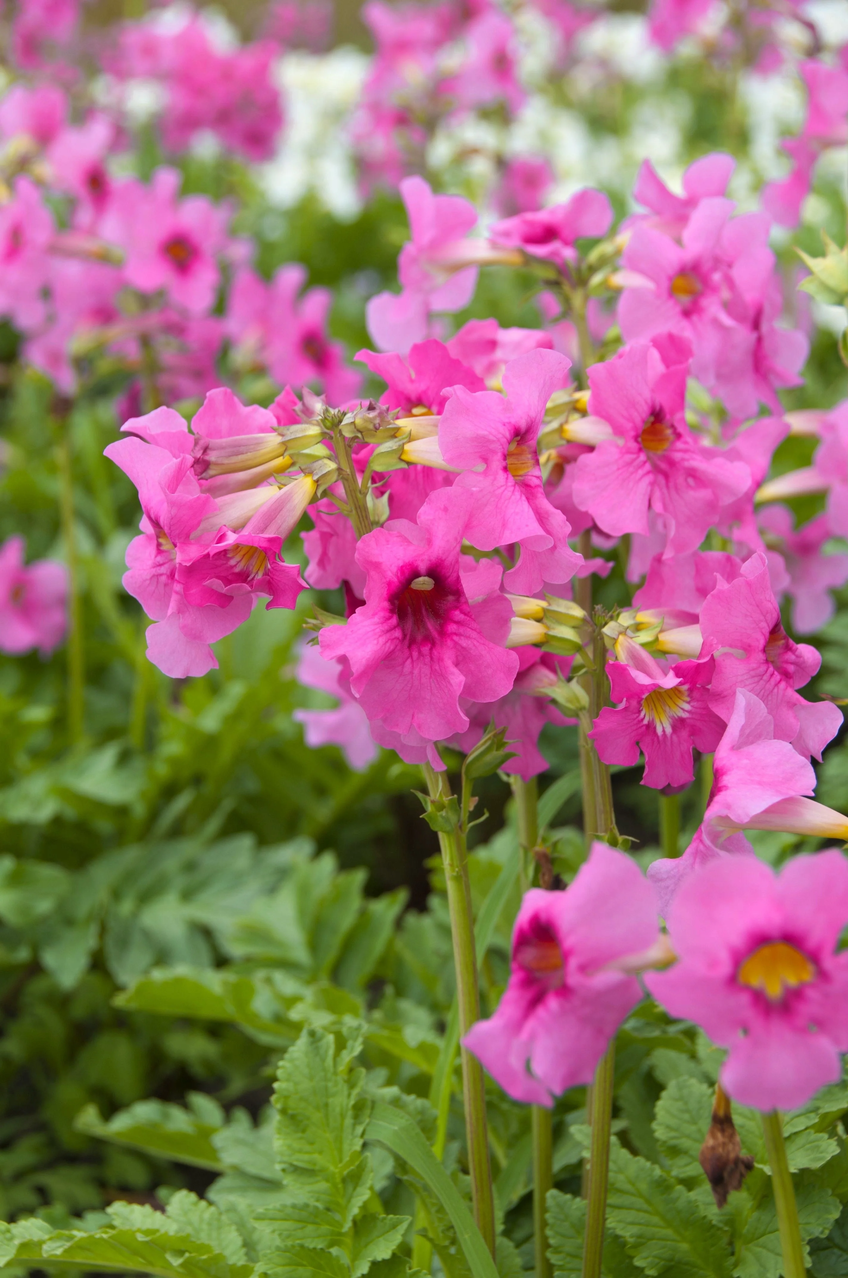 10 Cheron PINK HARDY GLOXINIA Incarvillea Delavayi Flower Seeds - Image 2