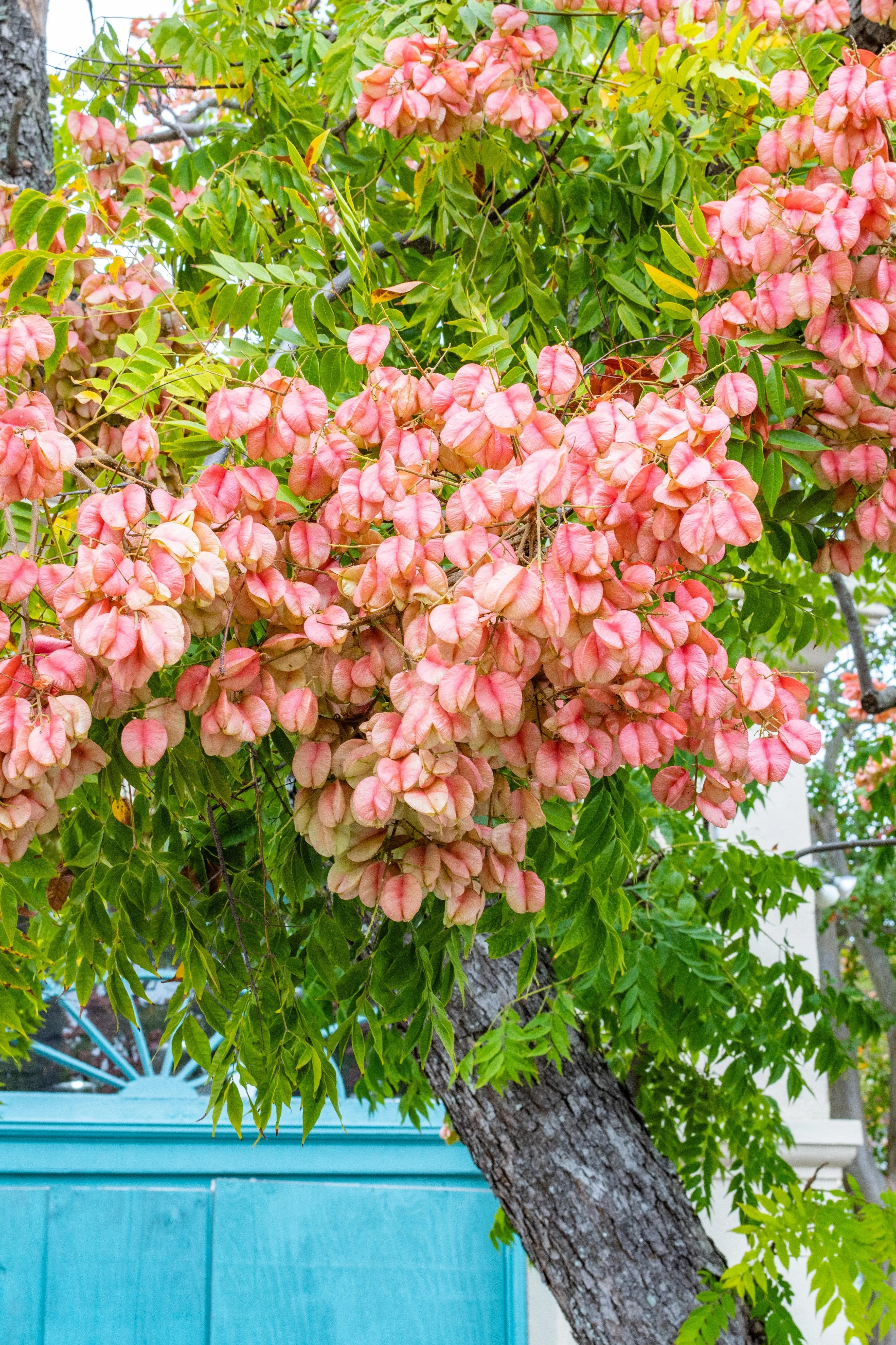 10 CHINESE FLAME TREE Koelreuteria Bipinnata Lantern Rain Yellow Pink Flower Seeds