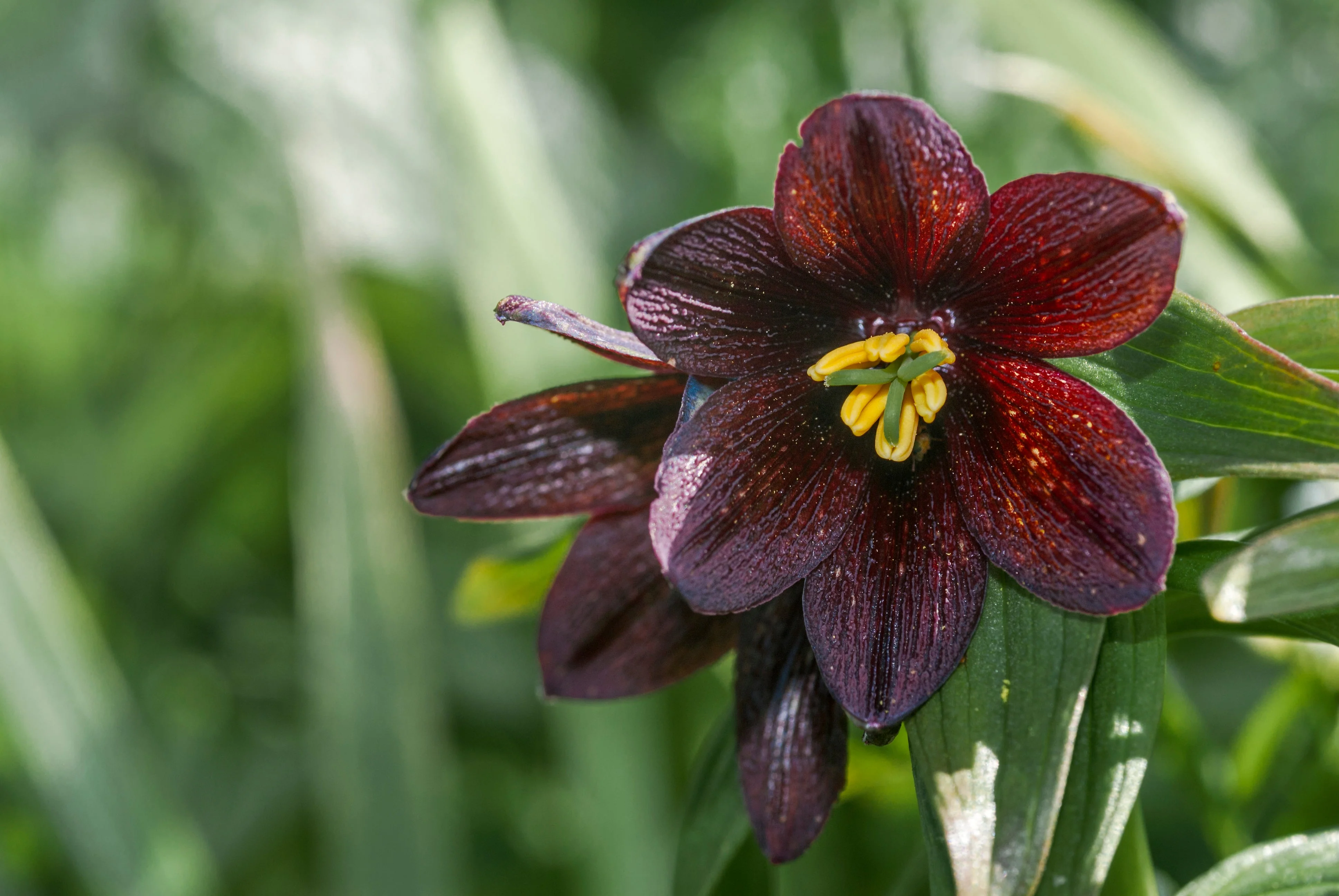 10 CHOCOLATE LILY Black Kamchatka Brown Fritillaria Camschatcensis Flower Seeds - Image 4