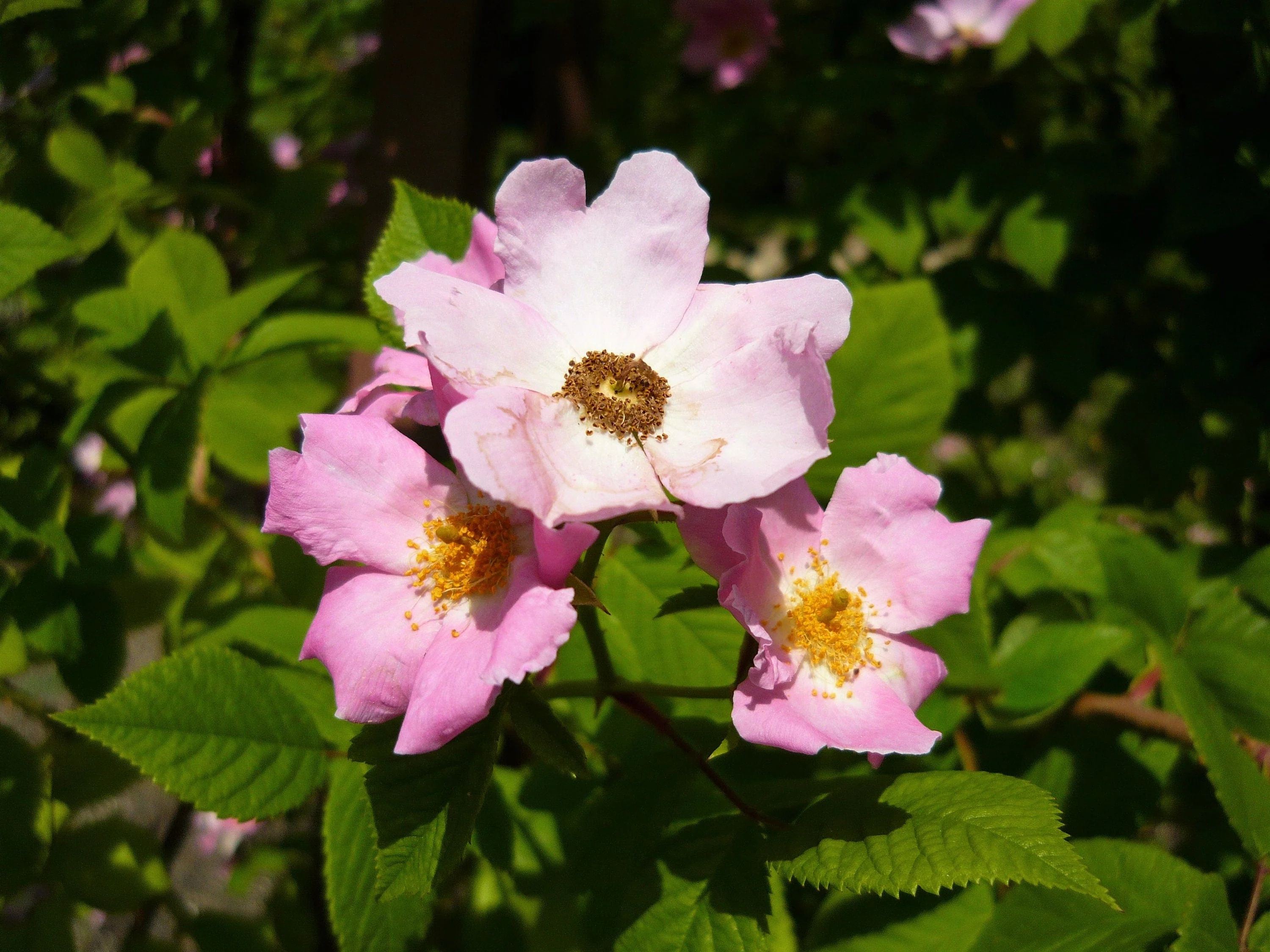 10 CLIMBING MICHIGAN ROSE Rosa Setigera aka Climbing Prairie or Illinois Rose Native Pink Flower Seeds - Image 9
