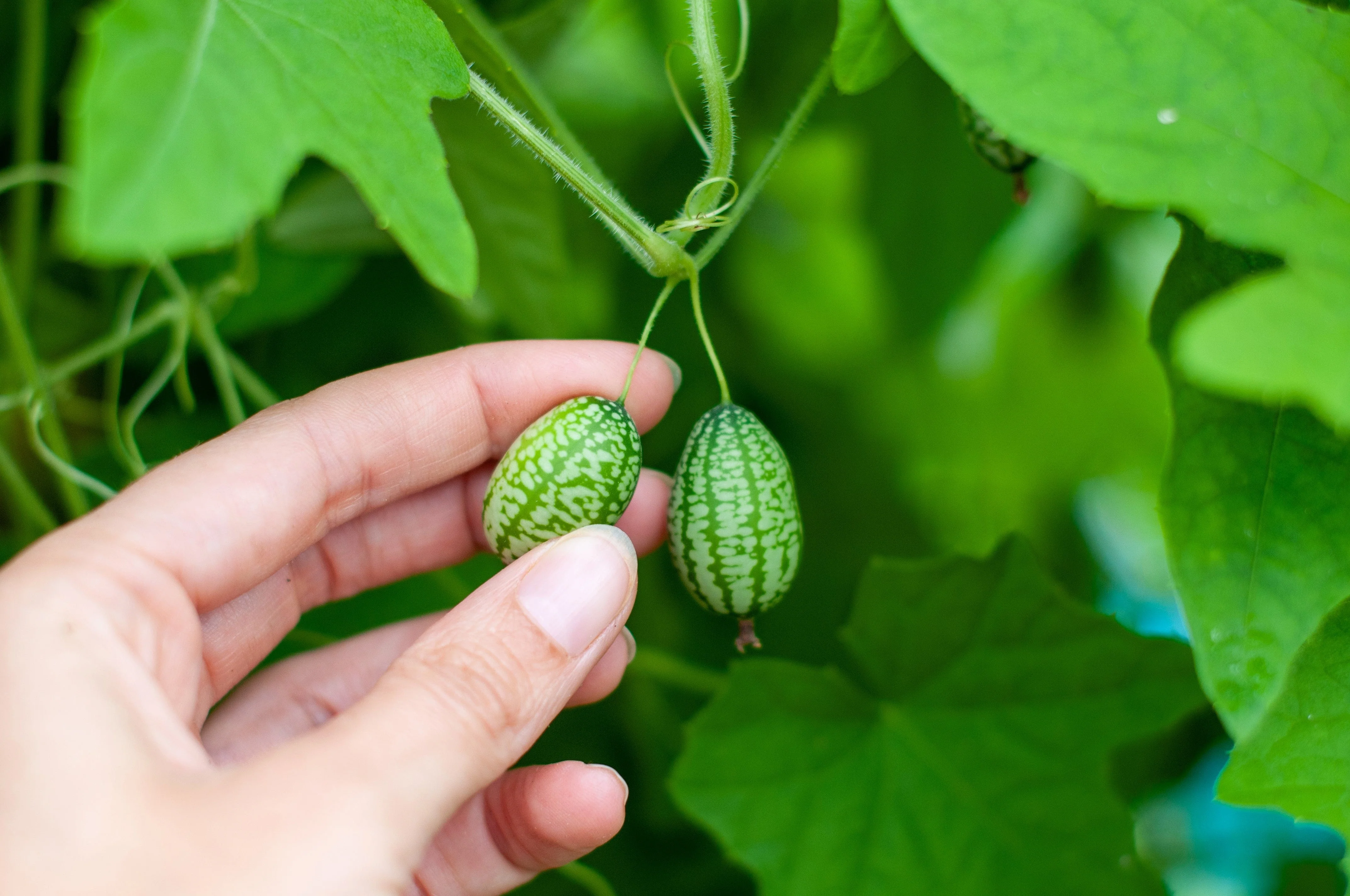 10 CUCAMELON Melothria Scabra Mouse Melon Mexican Gherkin Mini Watermelon Cucumber Fruit Vine Seeds - Image 8