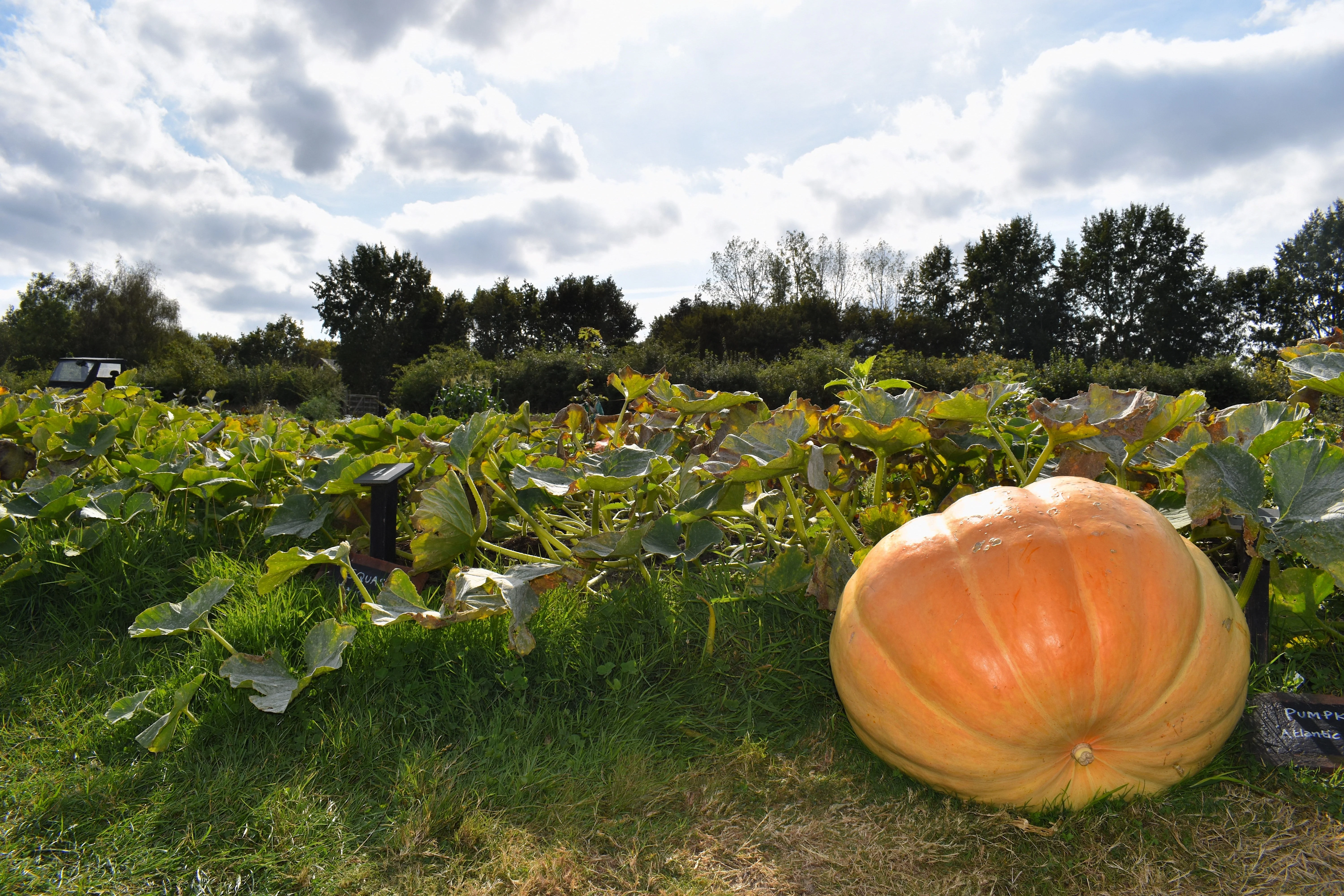 10 Dill's ATLANTIC GIANT PUMPKIN Up to 2000 lb Cucurbita Vegetable Seeds - Image 6