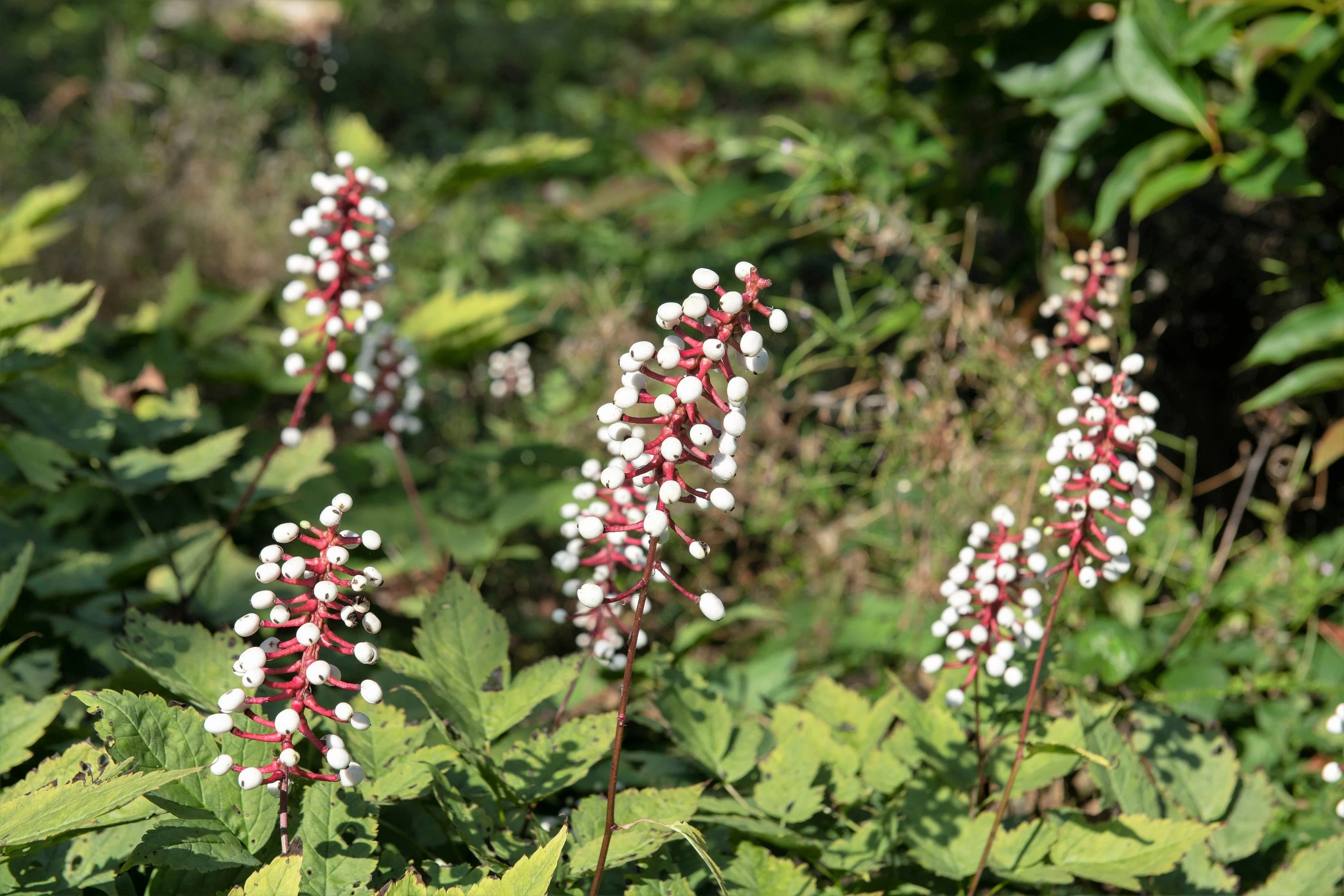 10 DOLL'S EYES Flower White Baneberry Cohosh Actaea Pachypoda Alba Seeds - Image 8