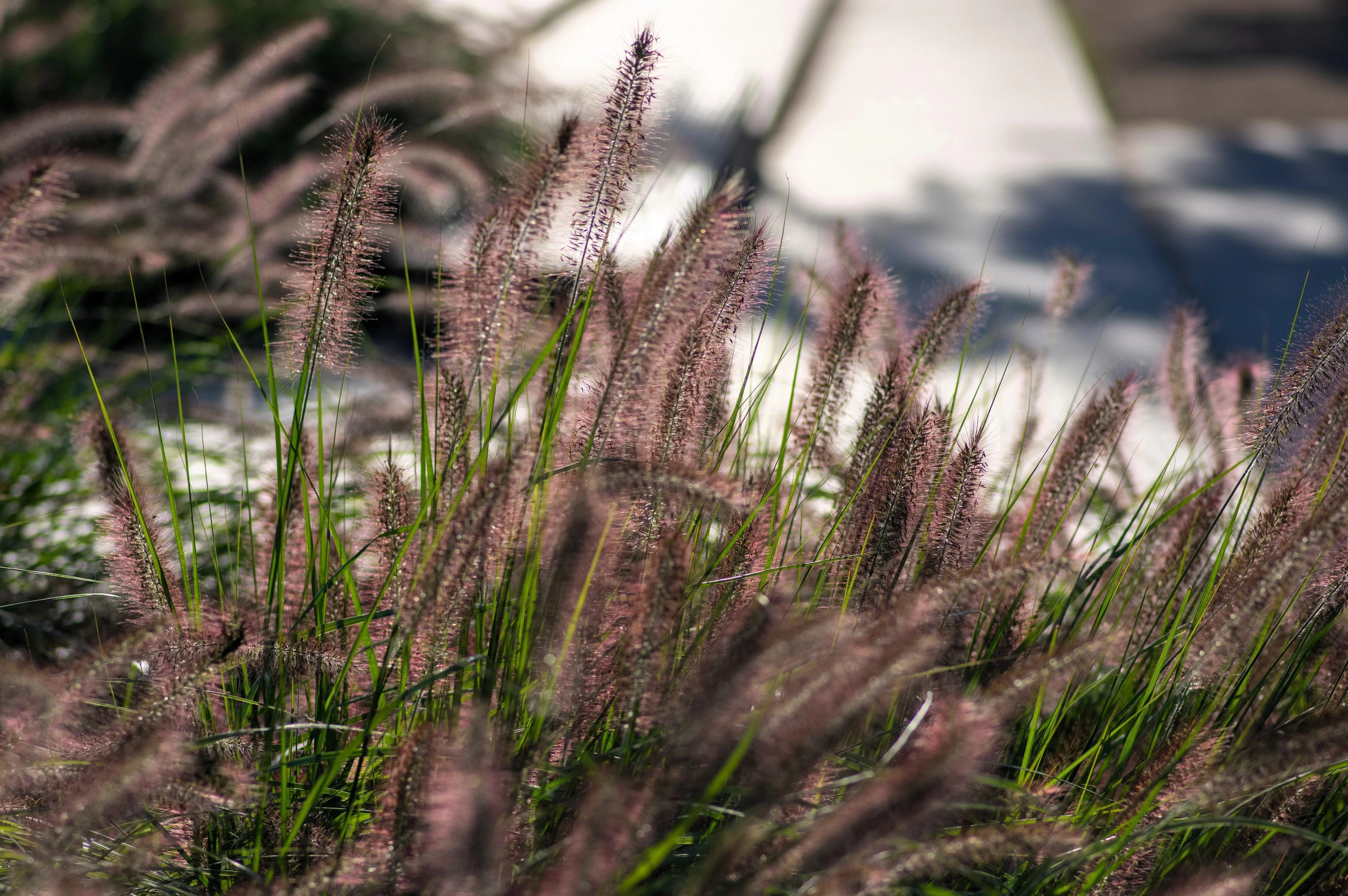 10 Dwarf BLACK FOUNTAIN GRASS Pennisetum Alopecuroides Viridescens Hardy Ornamental Seeds - Image 8