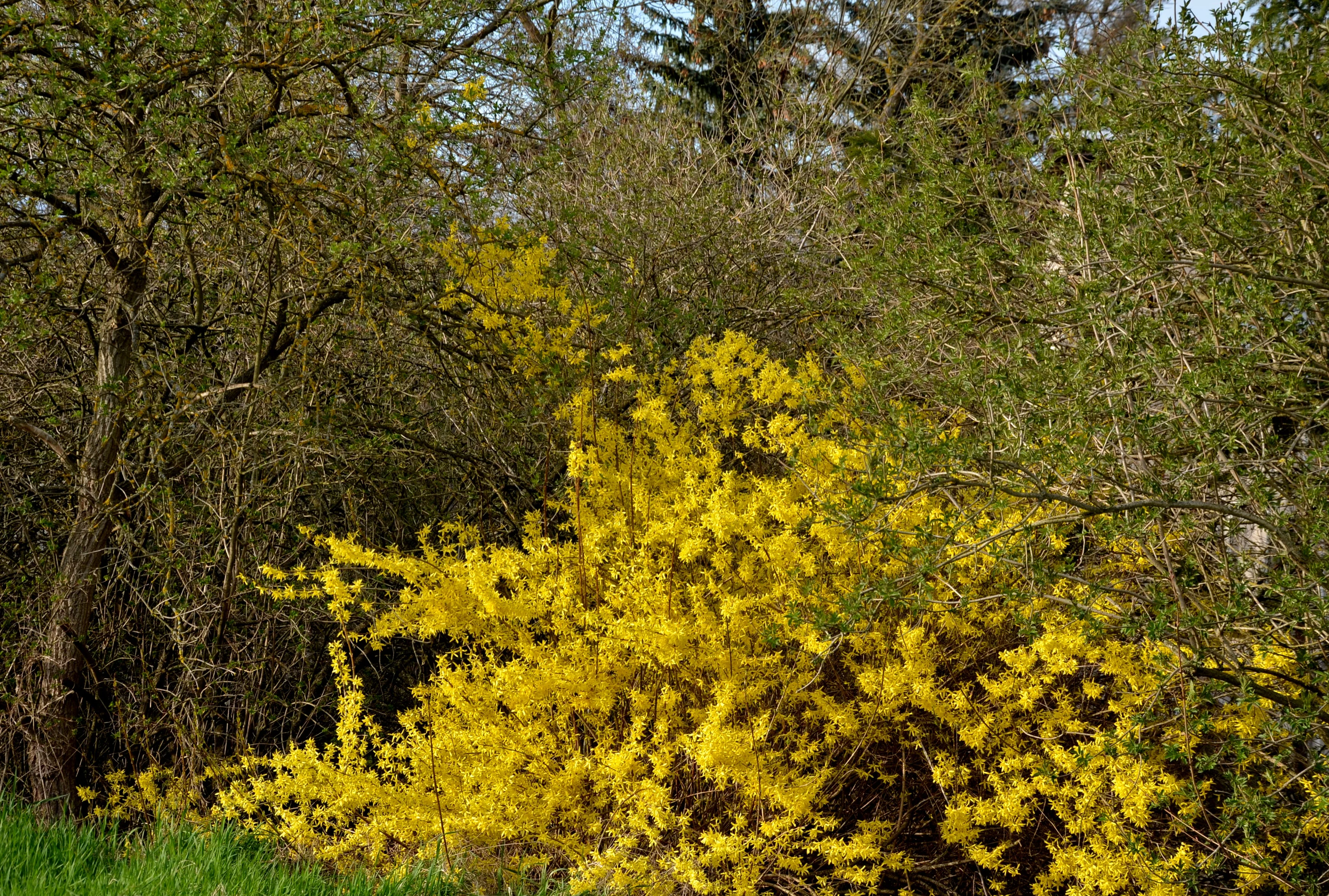 10 DWARF GOLDEN RAIN TREE Koelreuteria Paniculata Nana Yellow Flower Seeds - Image 10