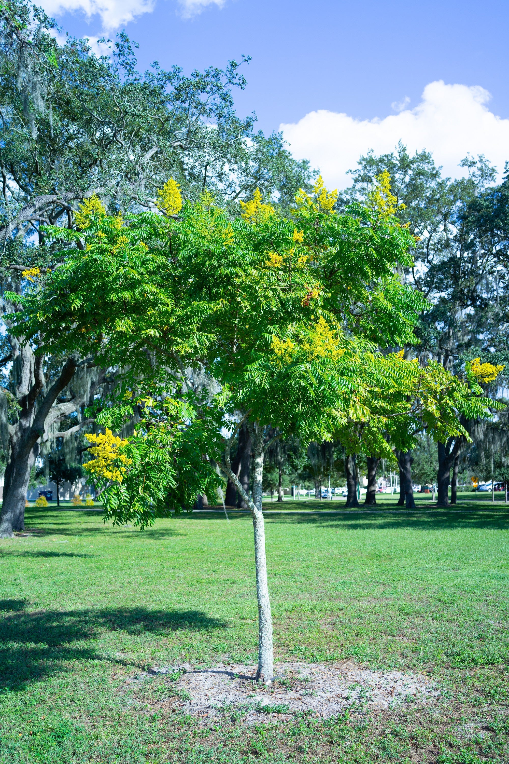 10 DWARF GOLDEN RAIN TREE Koelreuteria Paniculata Nana Yellow Flower Seeds - Image 12