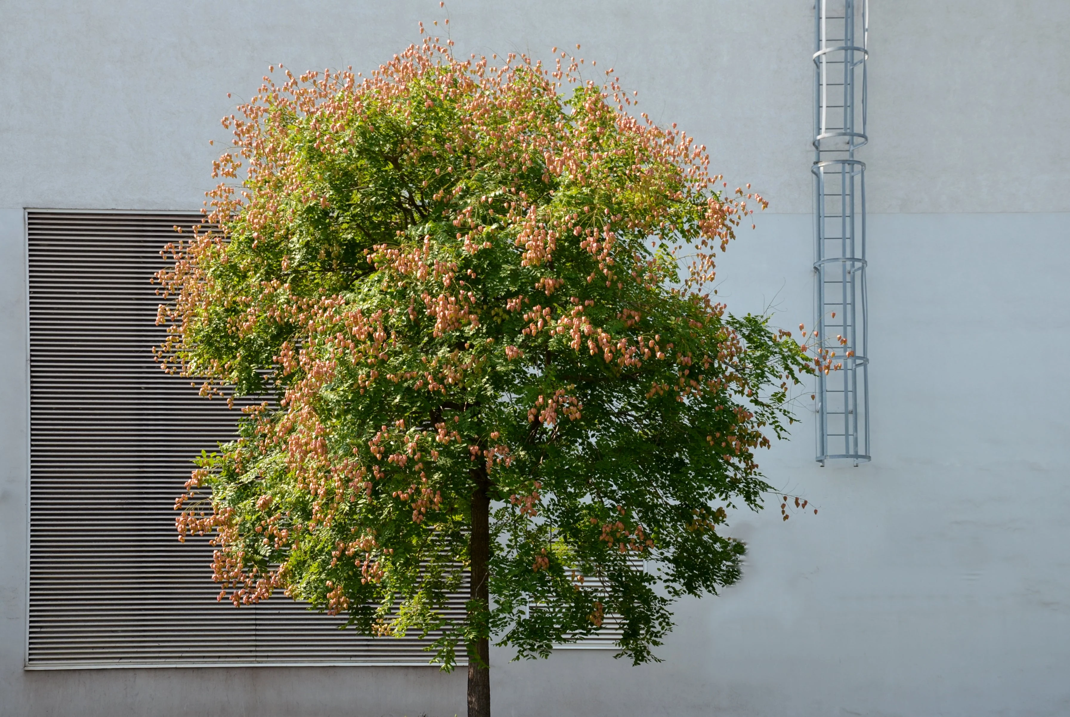 10 DWARF GOLDEN RAIN TREE Koelreuteria Paniculata Nana Yellow Flower Seeds - Image 6