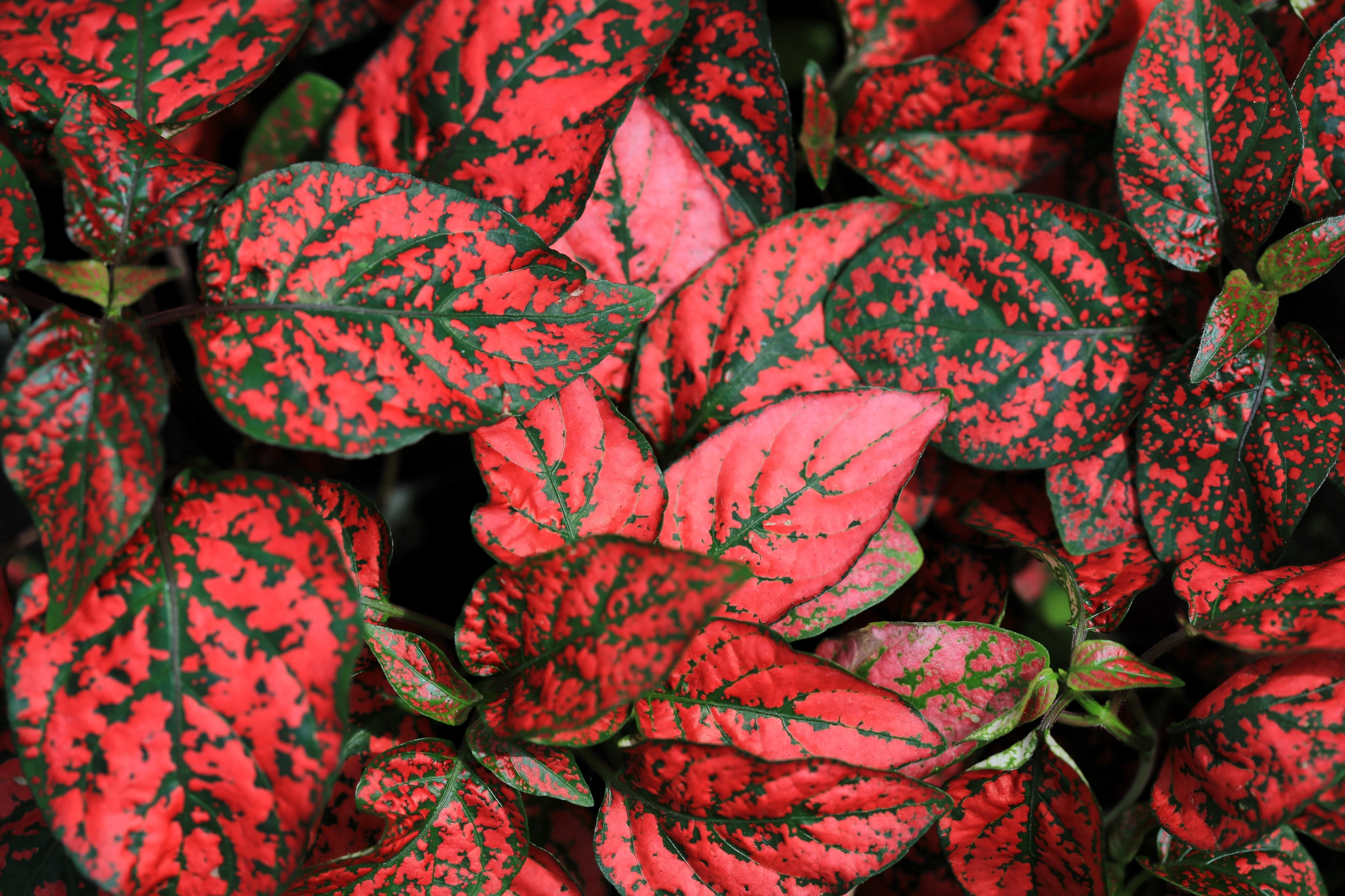 10 Dwarf RED POLKA DOT PLANT Splash Select Hypoestes Phyllostachya Flower Houseplant Seeds - Image 2