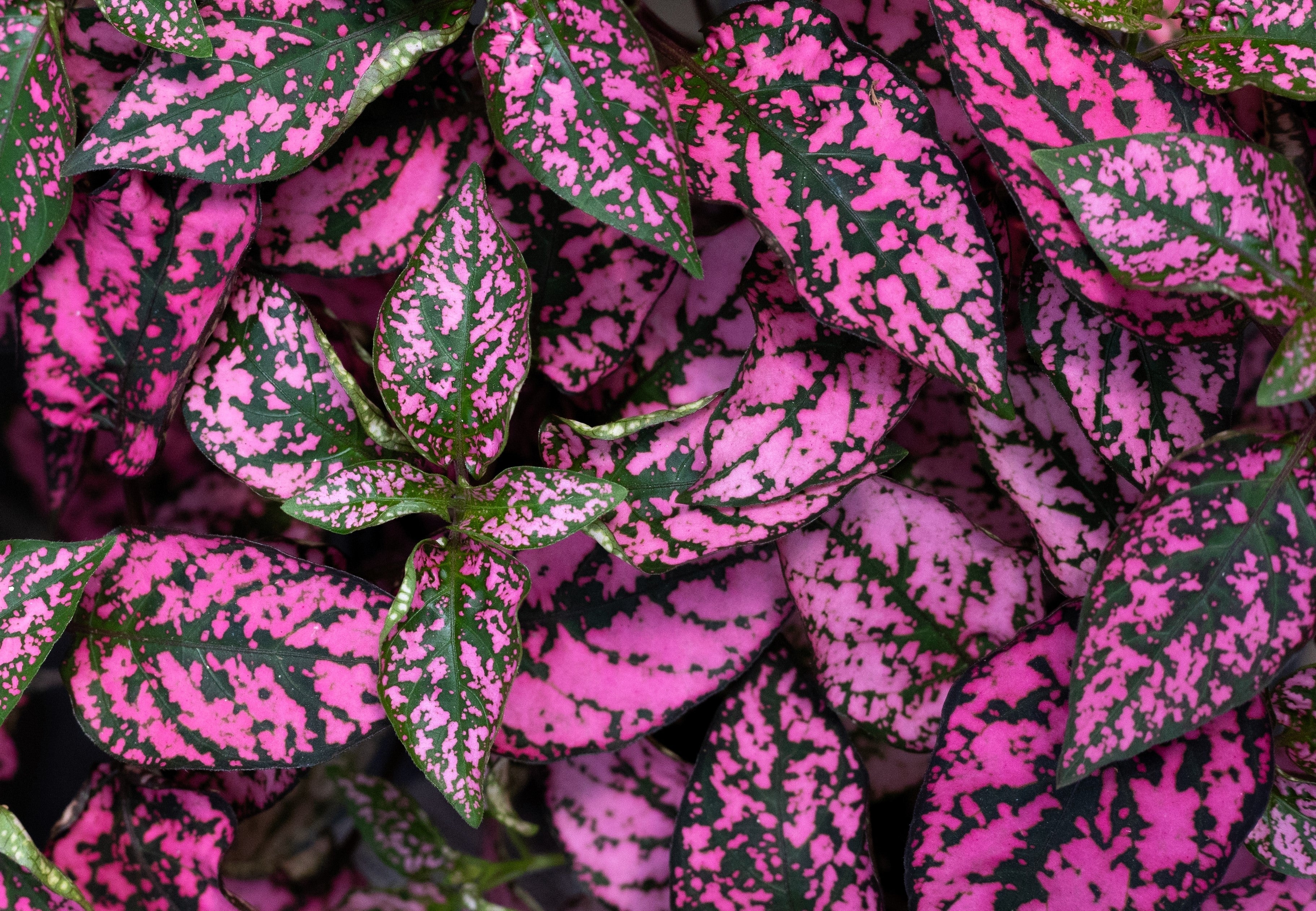 10 Dwarf ROSE Pink POLKA DOT PLANT Splash Select Hypoestes Phyllostachya Flower Houseplant Seeds - Image 10