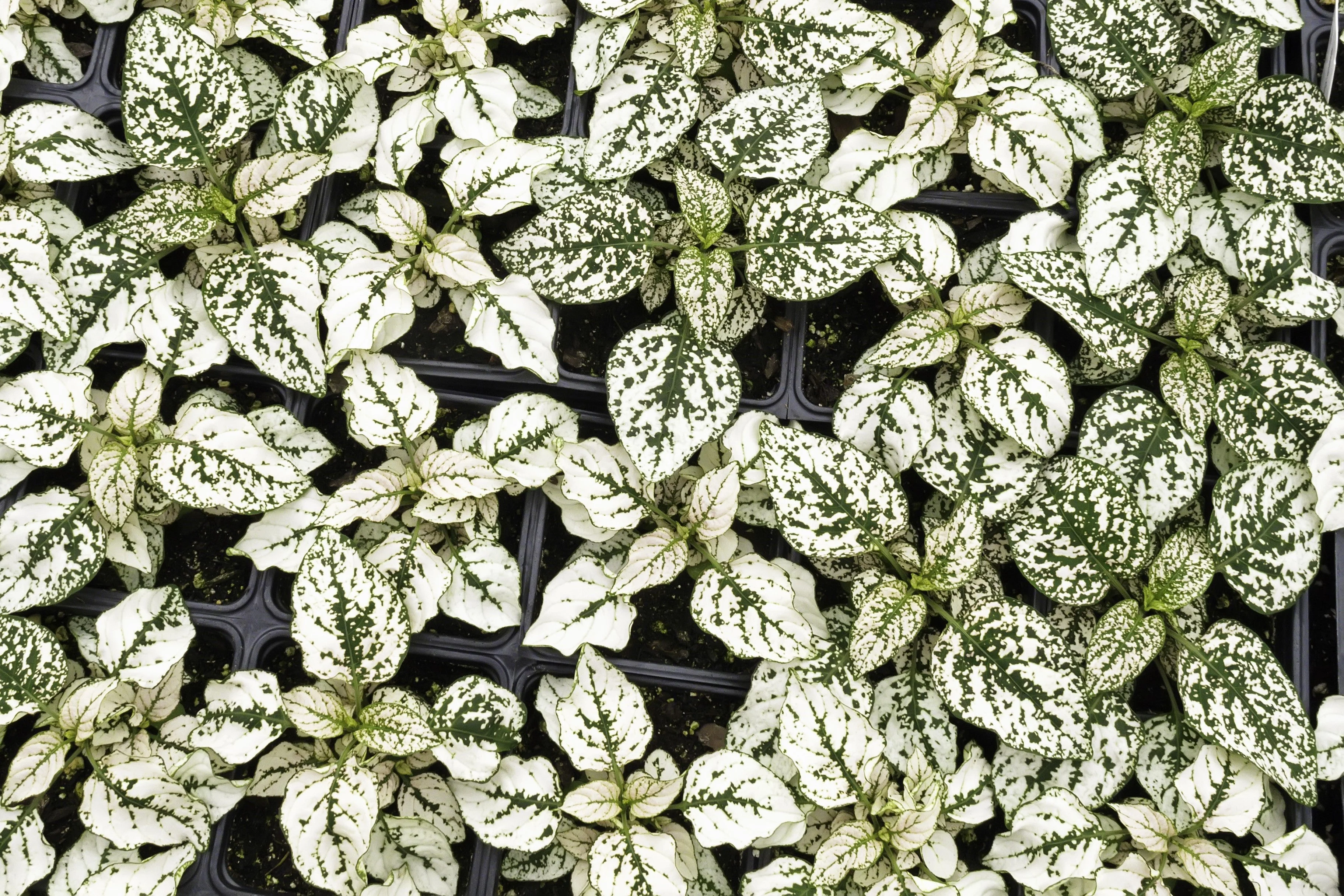 10 Dwarf WHITE POLKA DOT PLANT Splash Select Hypoestes Phyllostachya Flower Houseplant Seeds - Image 2