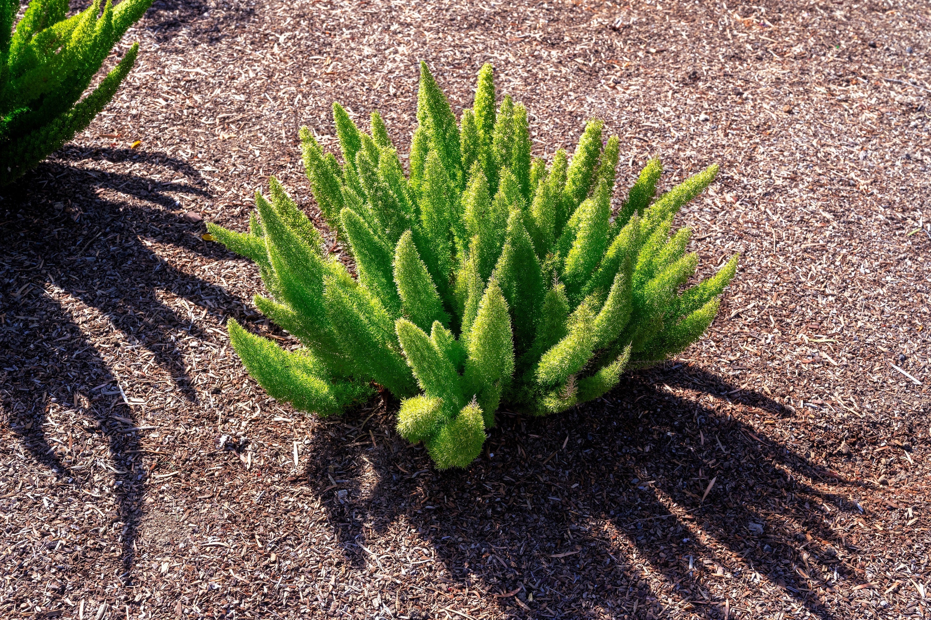 10 EMERALD ASPARAGUS FERN A. Densiflorus Mazeppa Houseplant Flower Seeds - Image 10