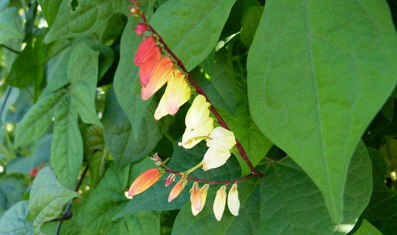 10 FIRECRACKER VINE Flower Mina Lobata Exotic Love Spanish Flag Ipomoea Seeds - Image 7