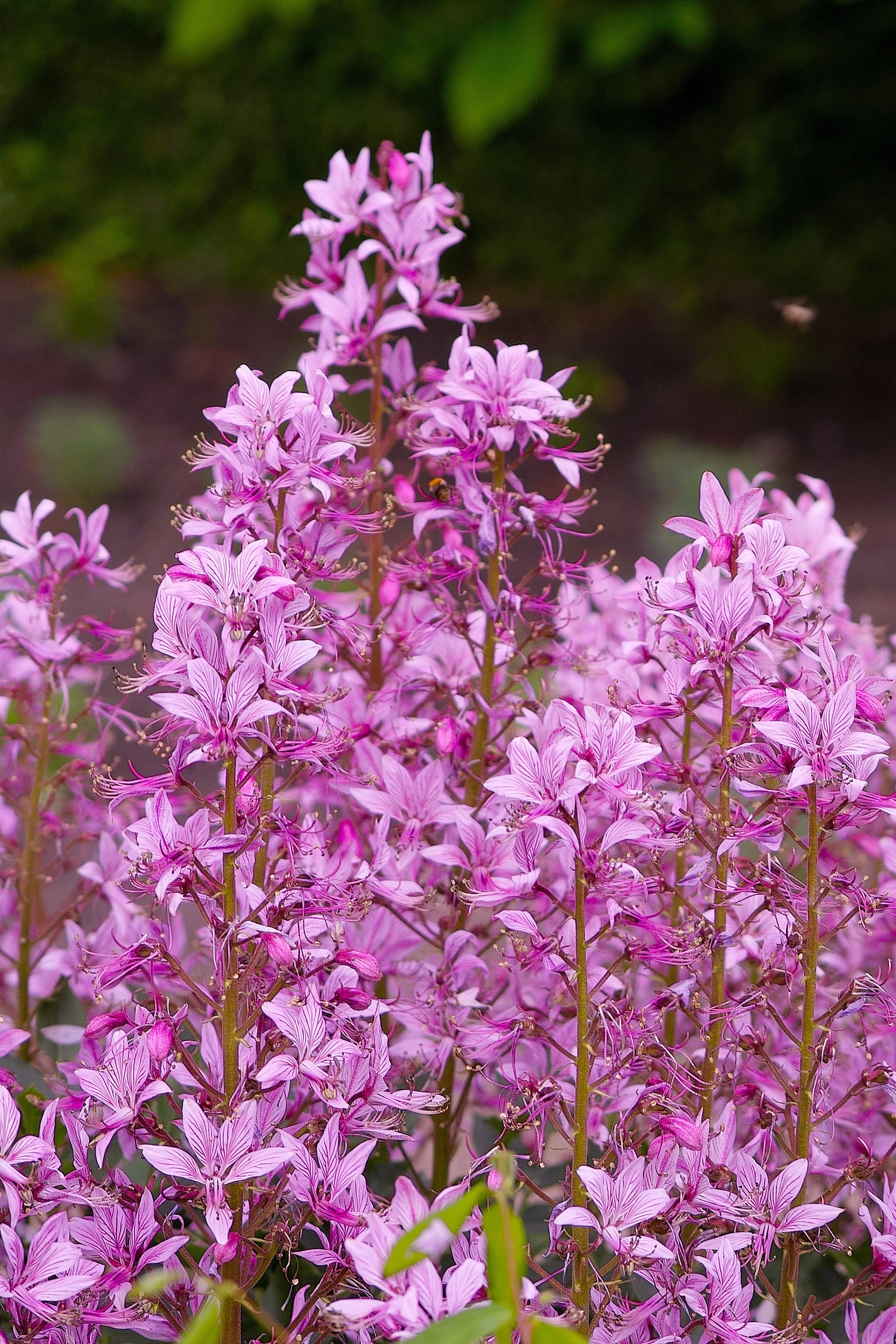 10 GAS PLANT MIX Dictamnus Albus Mixed Colors White Red Pink Lilac Flower Seeds - Image 3