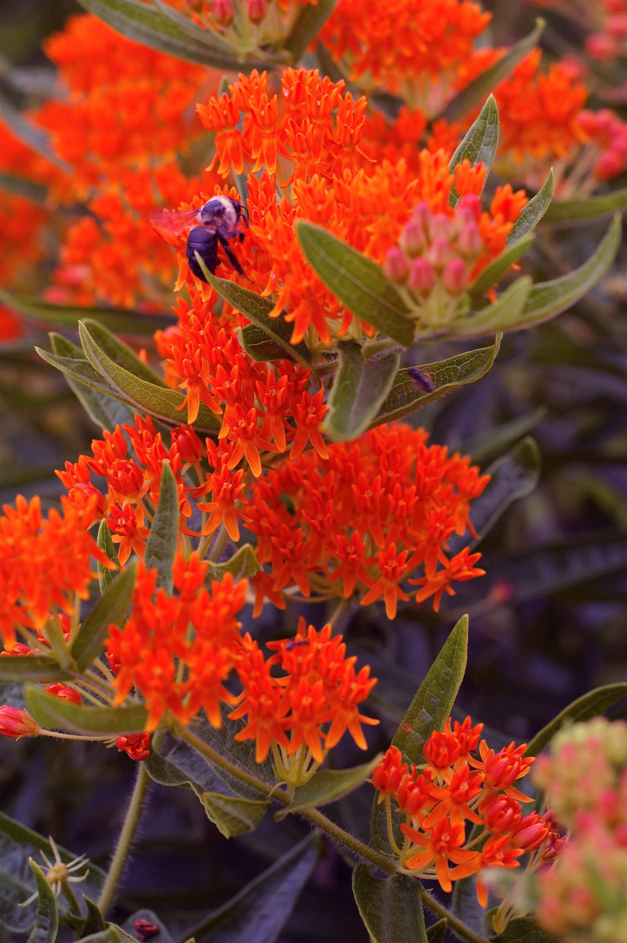 10 GAY BUTTERFLIES MILKWEED Red Yellow Orange Mix Asclepias Tuberosa Butterfly Weed Flower Seeds - Image 7
