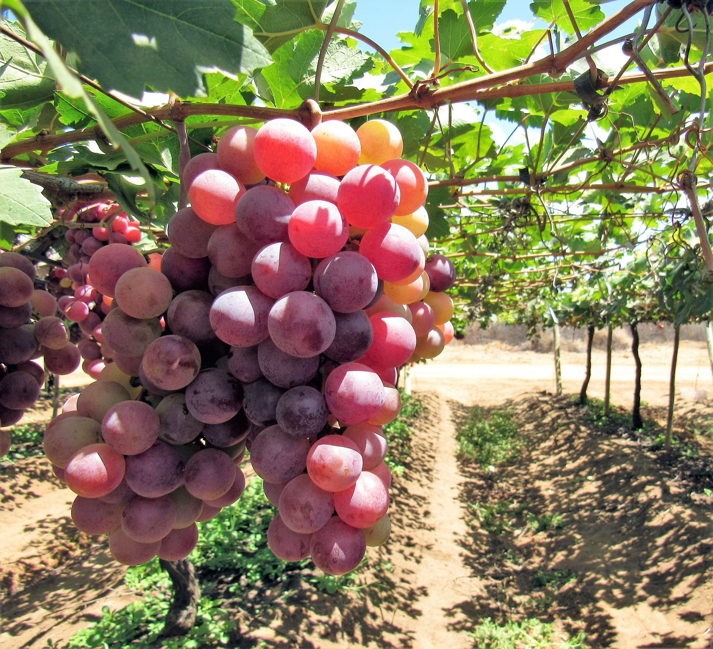 10 Giant RED GLOBE GRAPE Vitis Vinifera Fruit Vine Seeds - Image 10