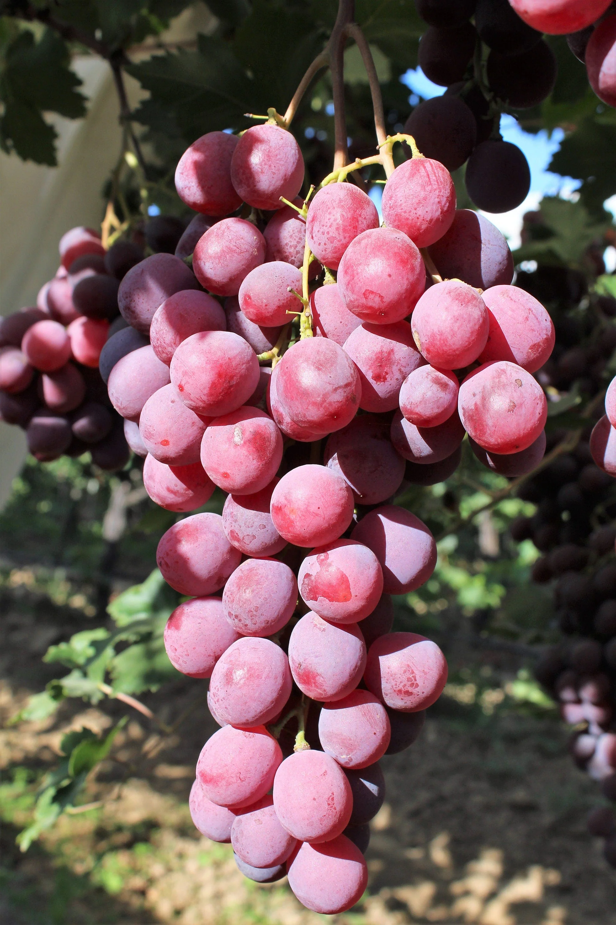 10 Giant RED GLOBE GRAPE Vitis Vinifera Fruit Vine Seeds - Image 3