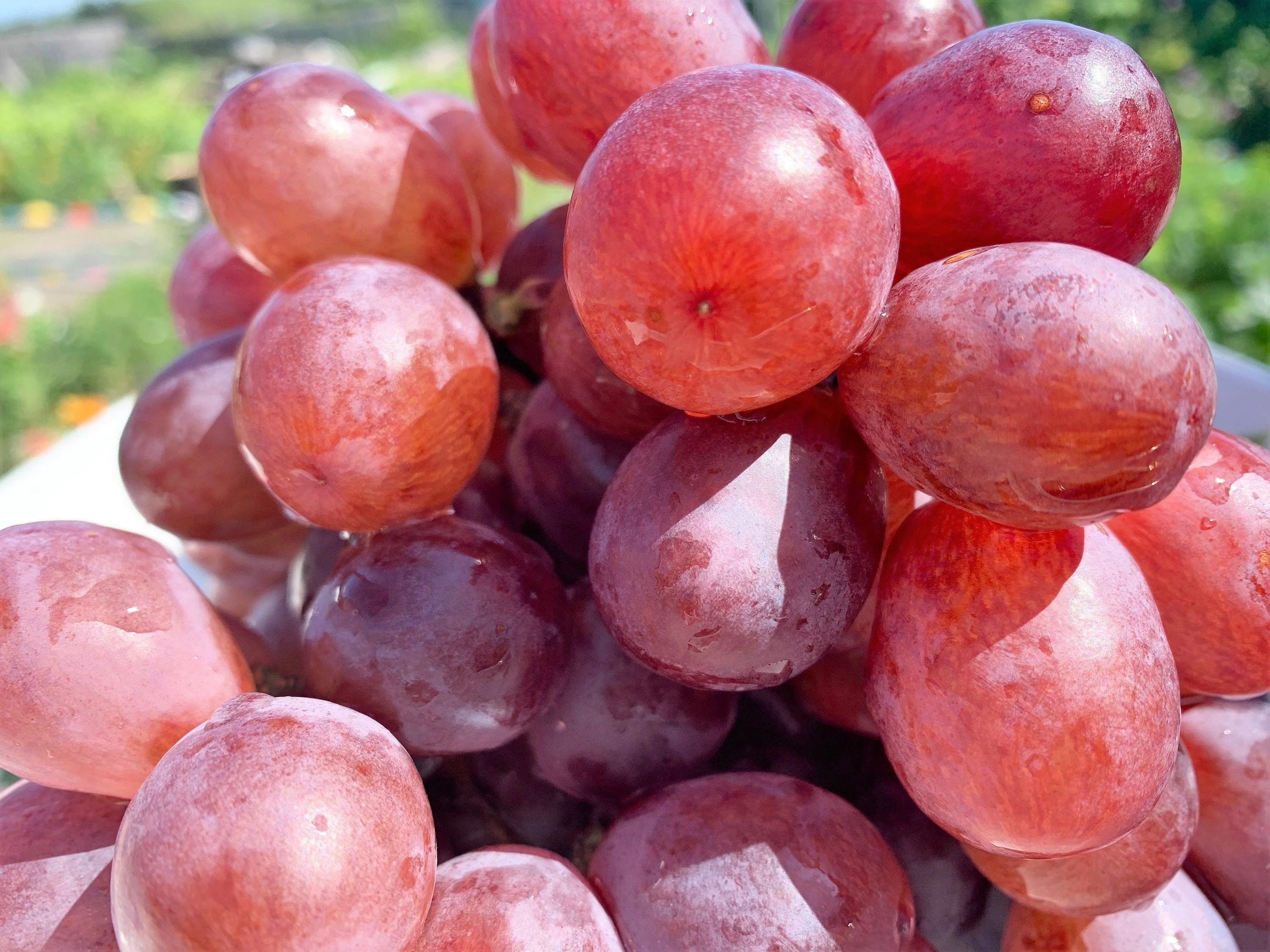 10 Giant RED GLOBE GRAPE Vitis Vinifera Fruit Vine Seeds - Image 4