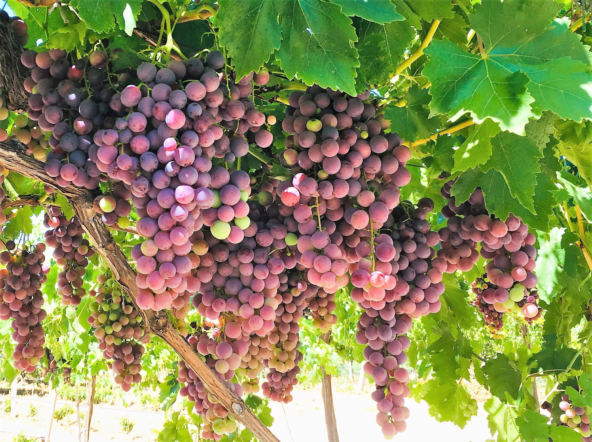 10 Giant RED GLOBE GRAPE Vitis Vinifera Fruit Vine Seeds - Image 5