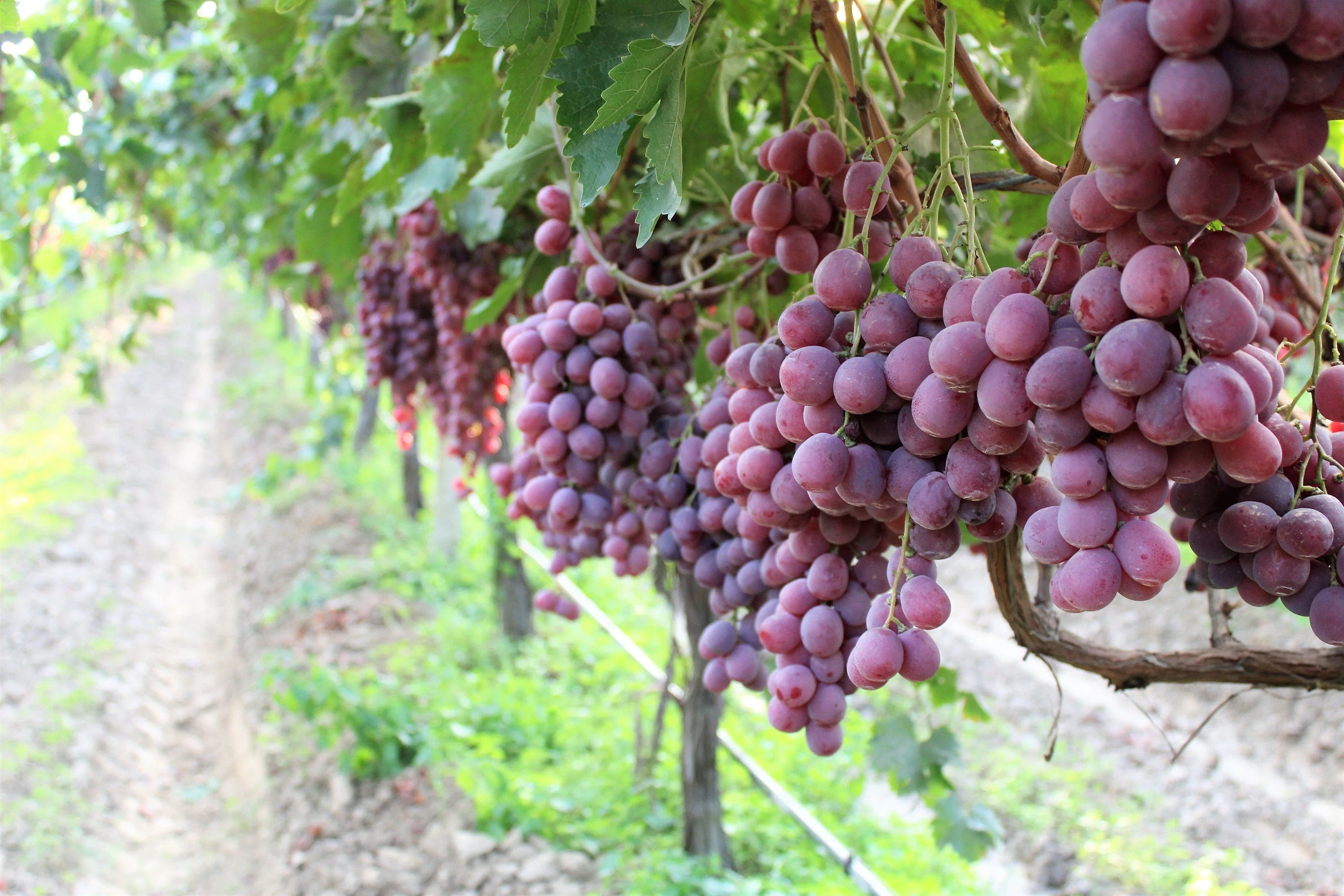 10 Giant RED GLOBE GRAPE Vitis Vinifera Fruit Vine Seeds - Image 7