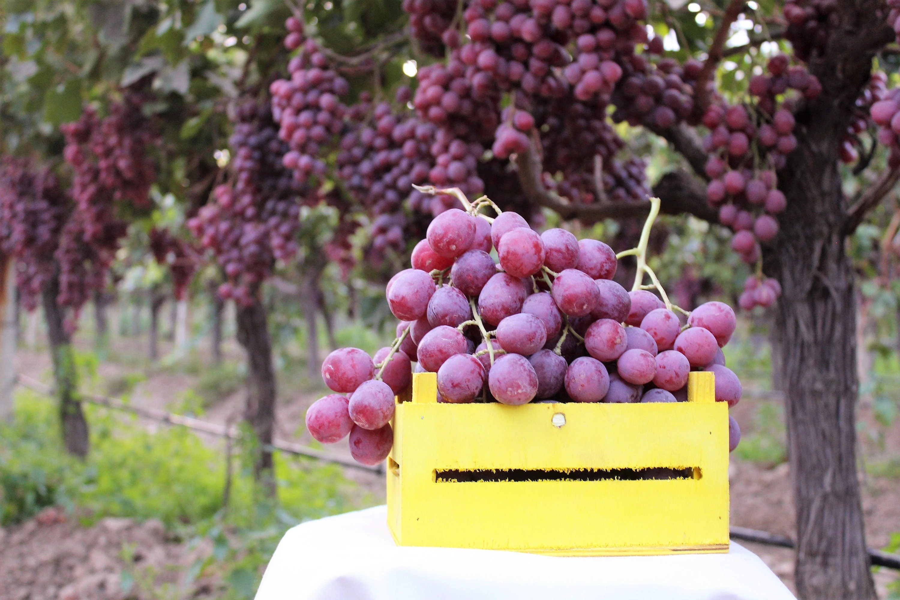 10 Giant RED GLOBE GRAPE Vitis Vinifera Fruit Vine Seeds - Image 9