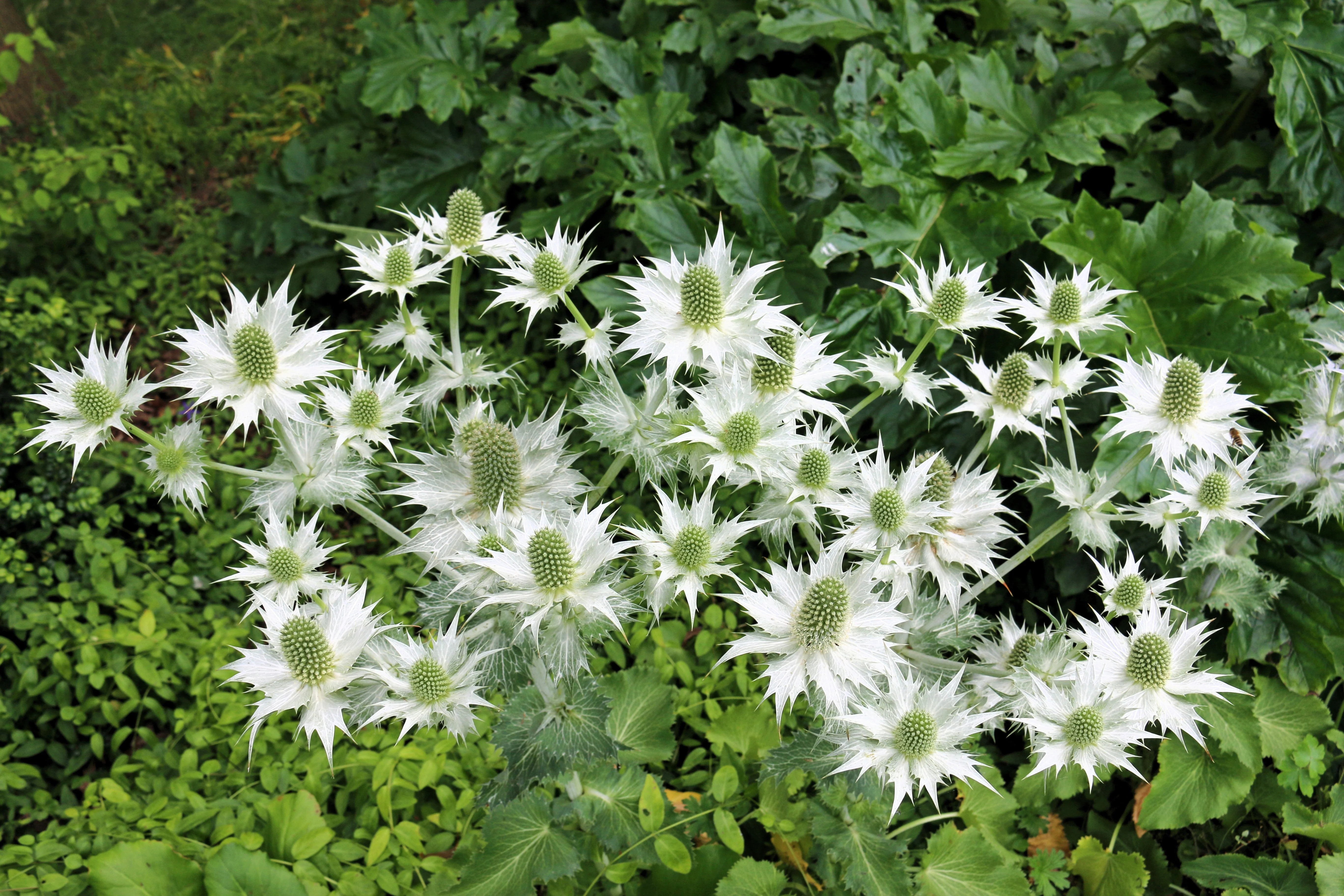 10 Giant SILVER SEA HOLLY Eryngium Giganteum Miss Willmott's Ghost Flower Seeds - Image 2