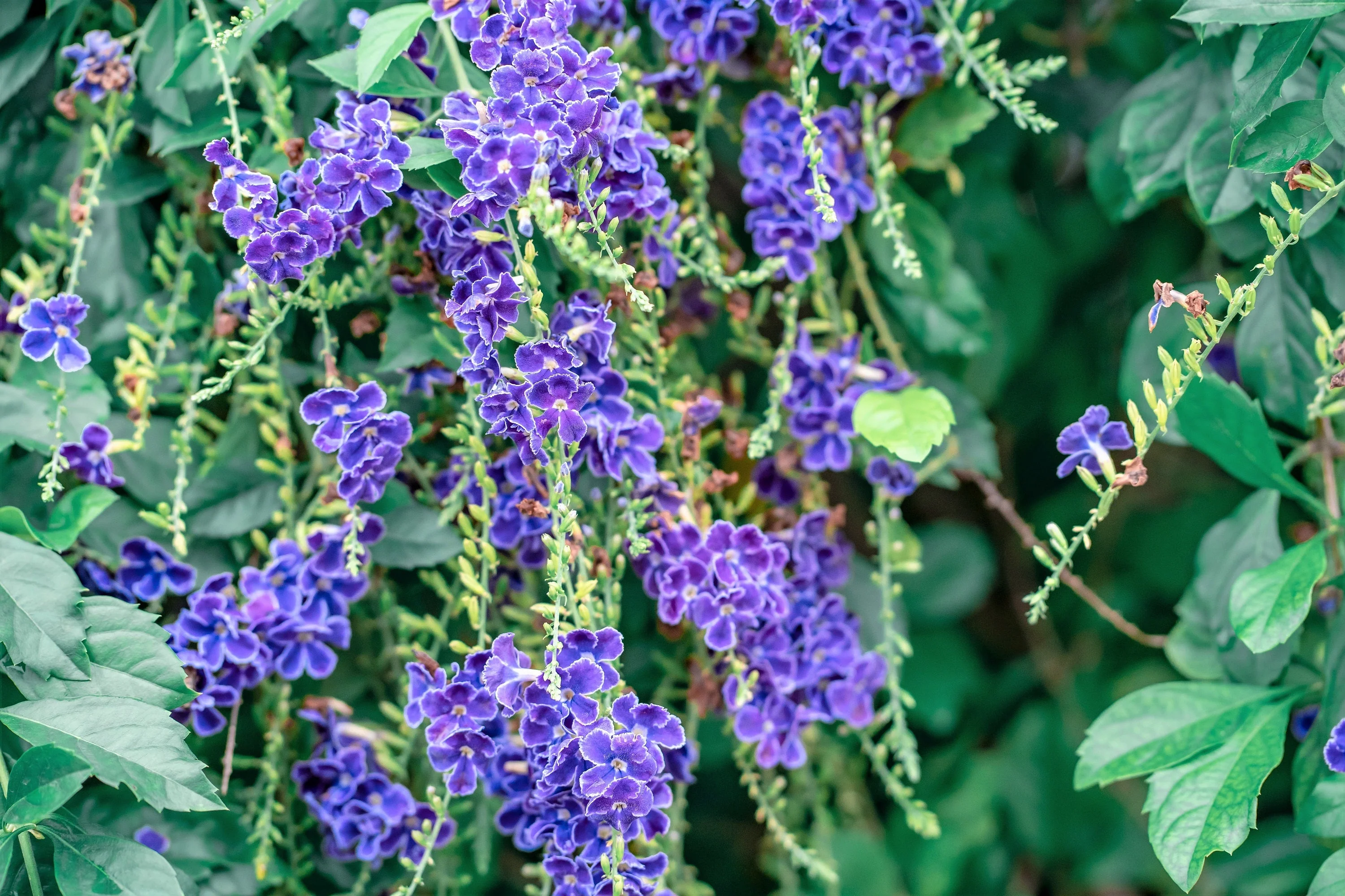 10 GOLDEN DEWDROP Duranta Erecta Repens Golden Foliage Blue Violet Purple White Flower Orange Ornamental Berry Shrub Seeds - Image 13