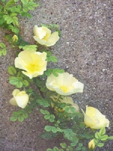 10 Golden Yellow FATHER HUGO ROSE Rosa Hugonis Flower Bush Shrub Seeds - Image 3