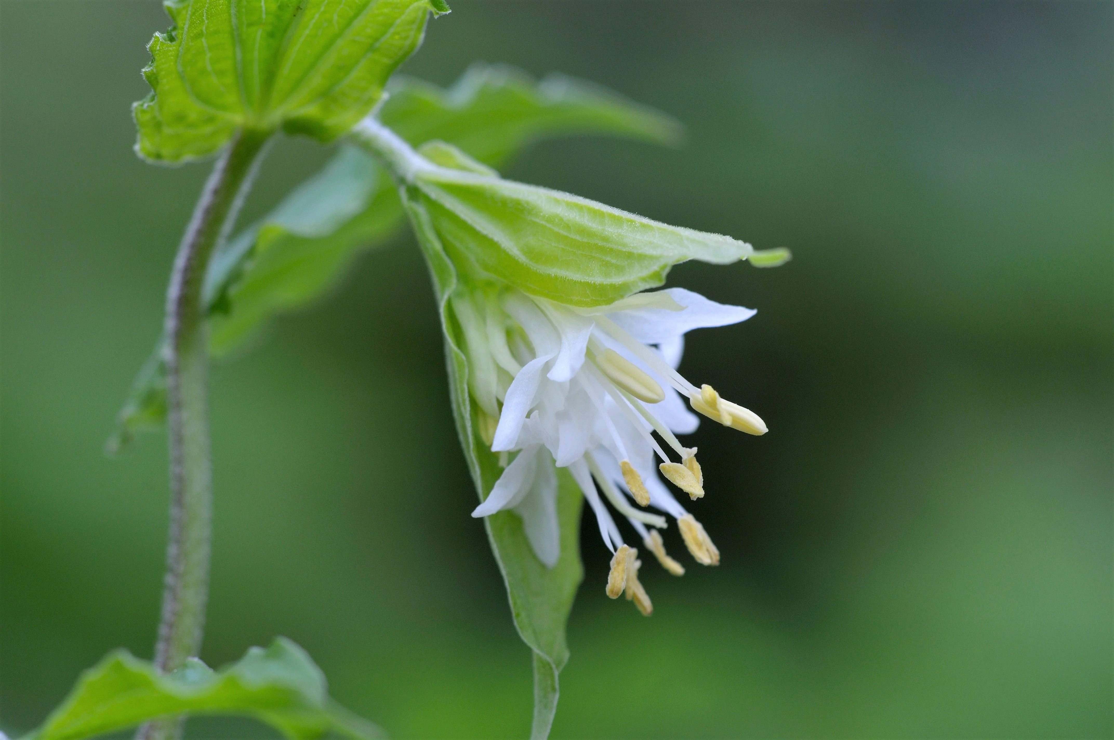 10 HOOKERS FAIRYBELLS Drops of Gold Prosartes Disporum Hookeri Native Flower Seeds - Image 2