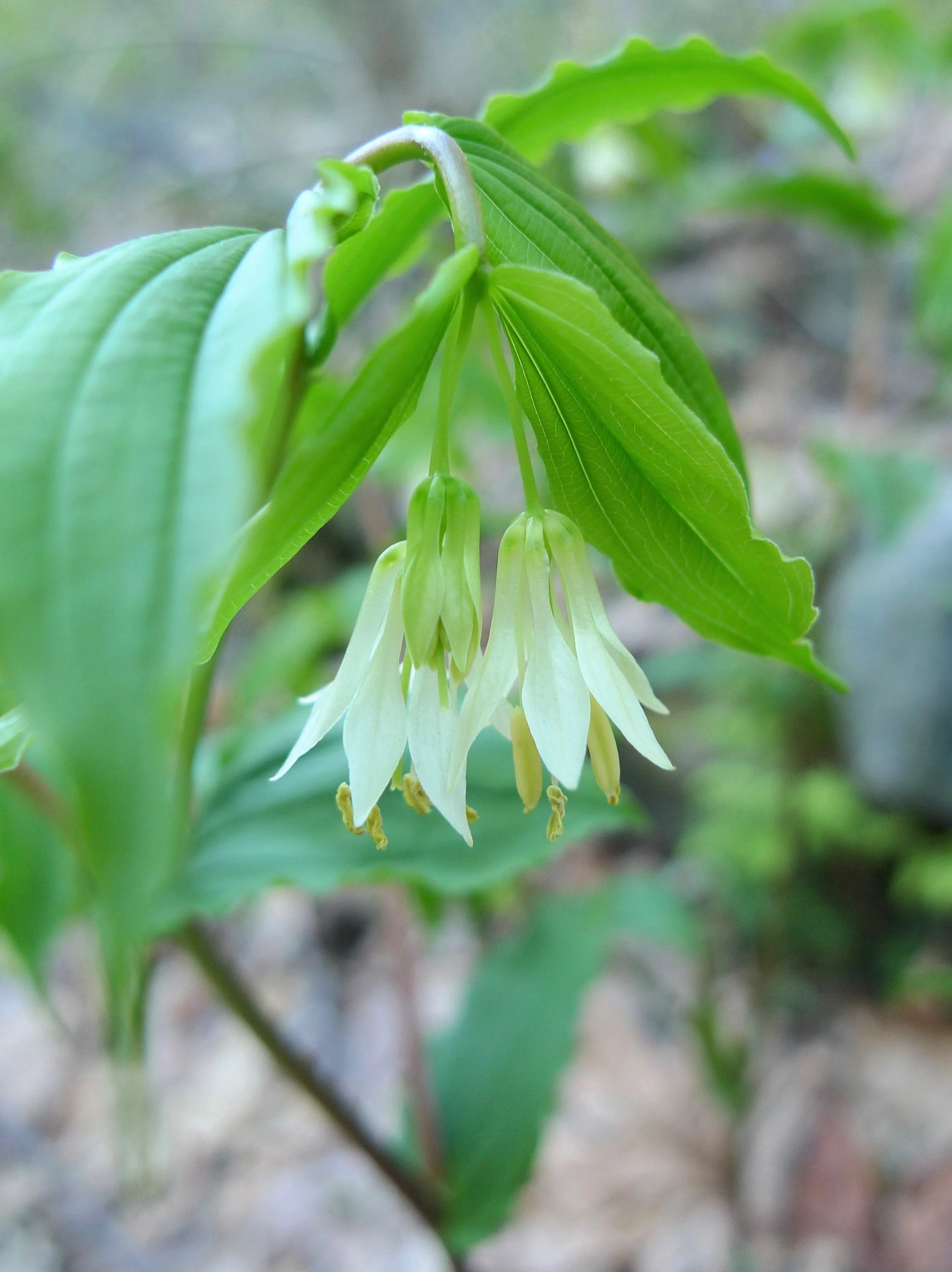 10 HOOKERS FAIRYBELLS Drops of Gold Prosartes Disporum Hookeri Native Flower Seeds - Image 8
